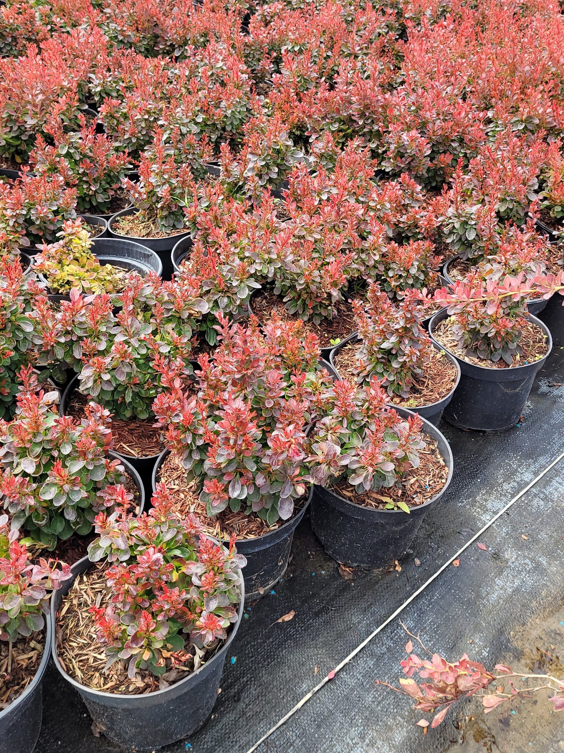 Berberys THUNBERGA BAGATELLE - 5