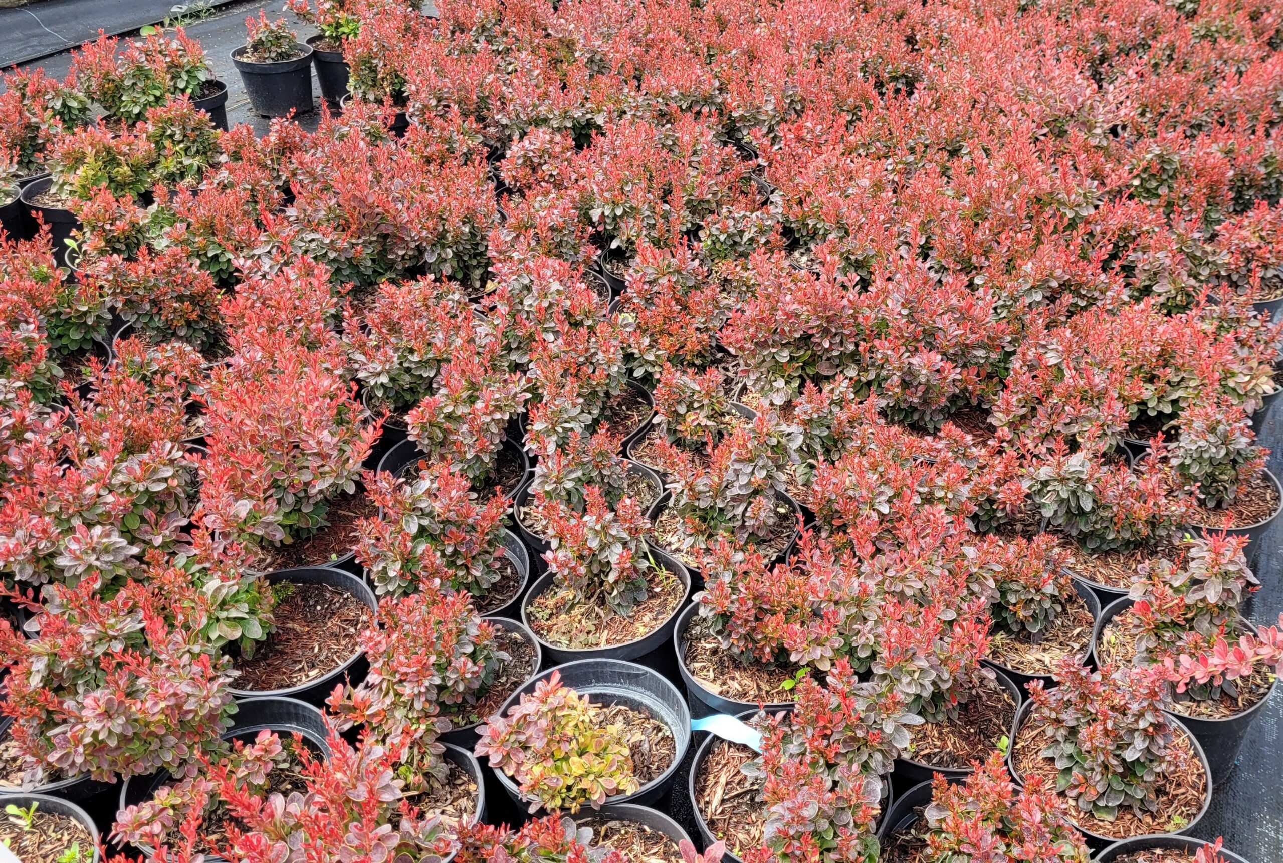 Berberys THUNBERGA BAGATELLE - 6