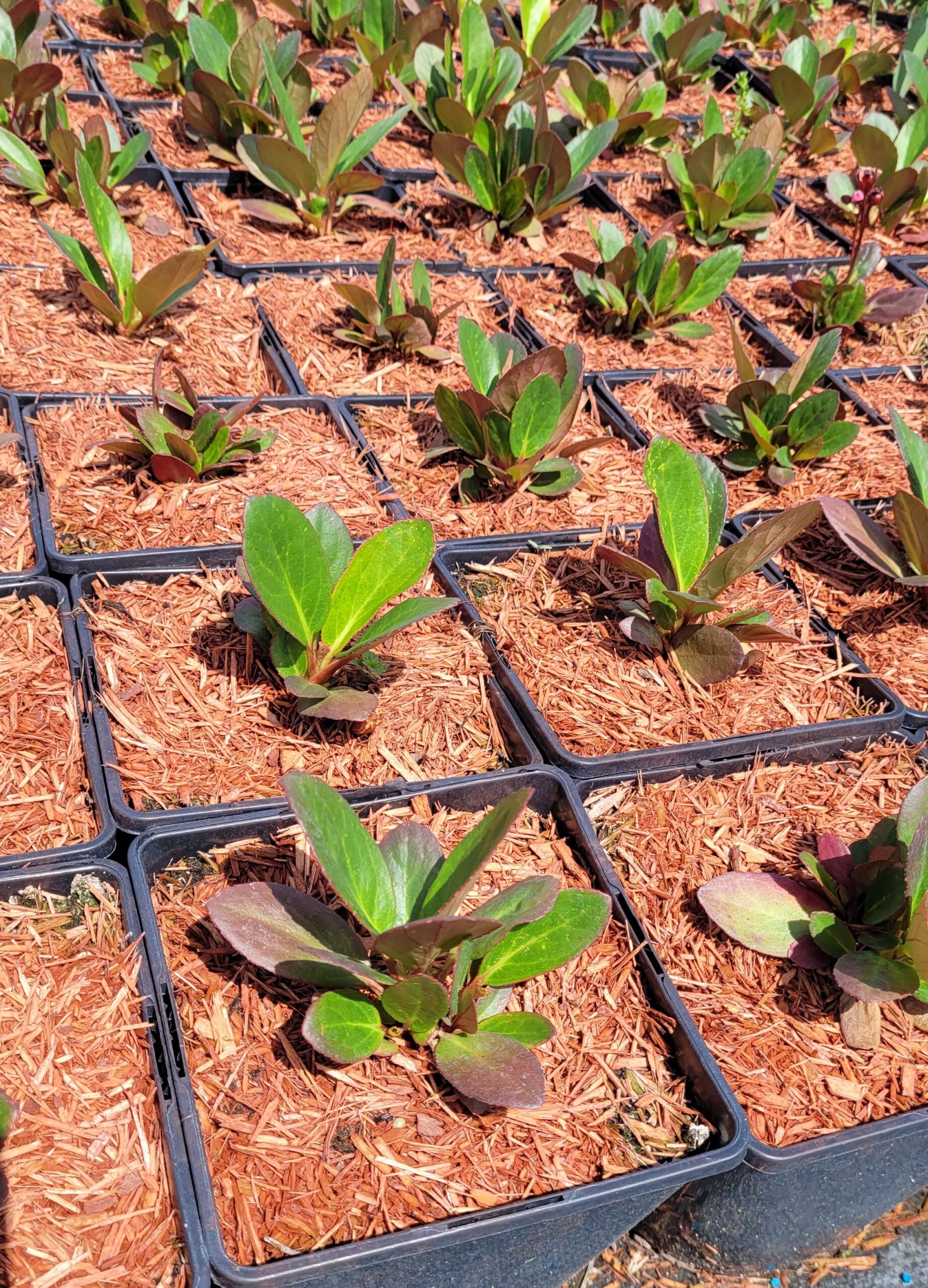 Bergenia sercowata FLIRT - 3