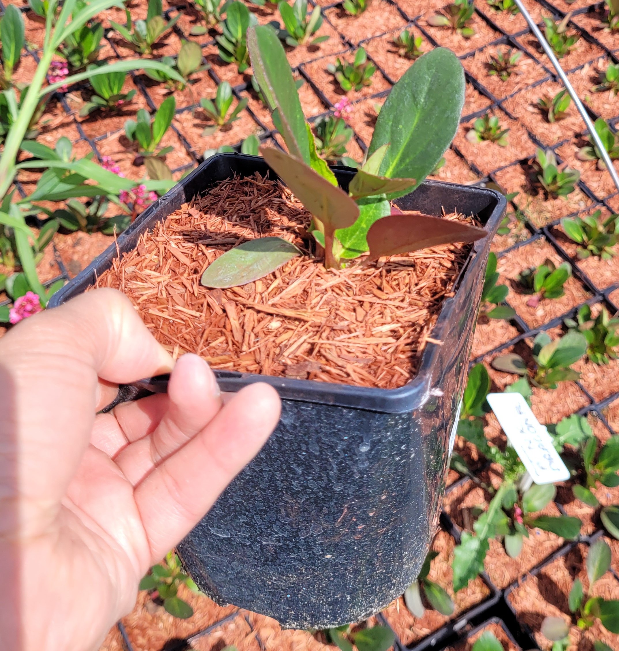 Bergenia PINK DRAGONFLY - 2