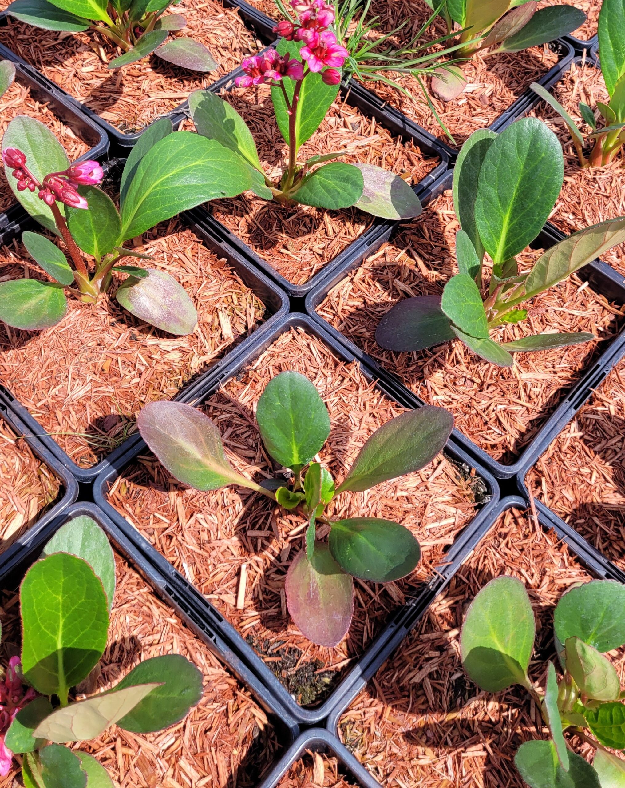 Bergenia PINK DRAGONFLY - 3