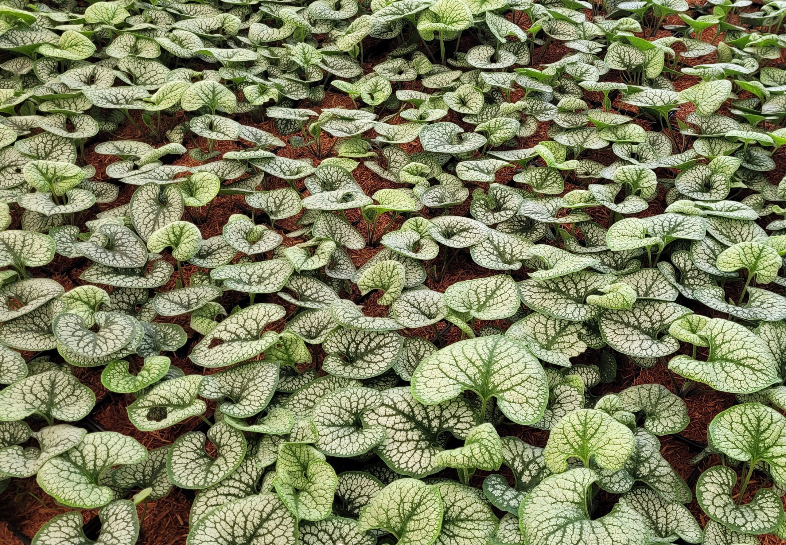 Brunnera wielkolistna SEA HEART - 6