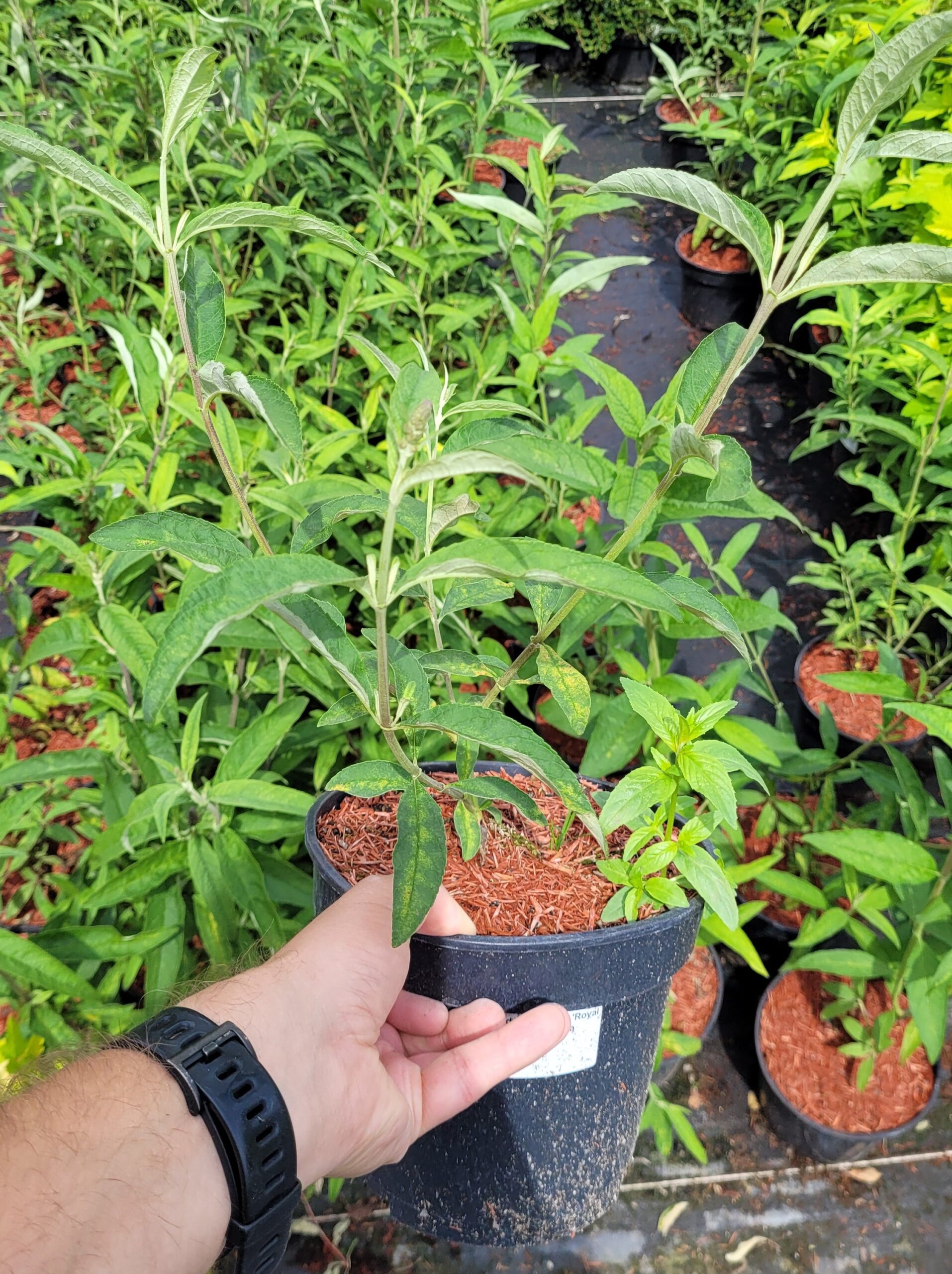 Budleja Dawida ROYAL RED - 6