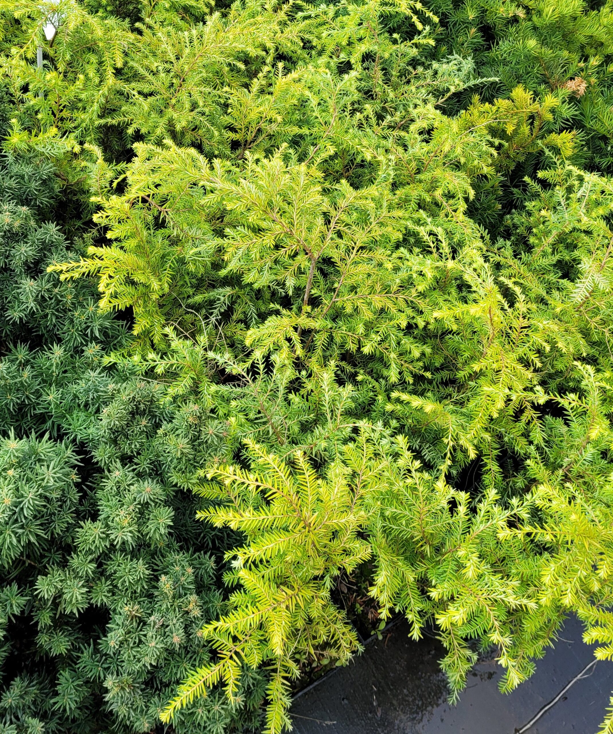 CHOINA KANADYJSKA zimozielona - 7