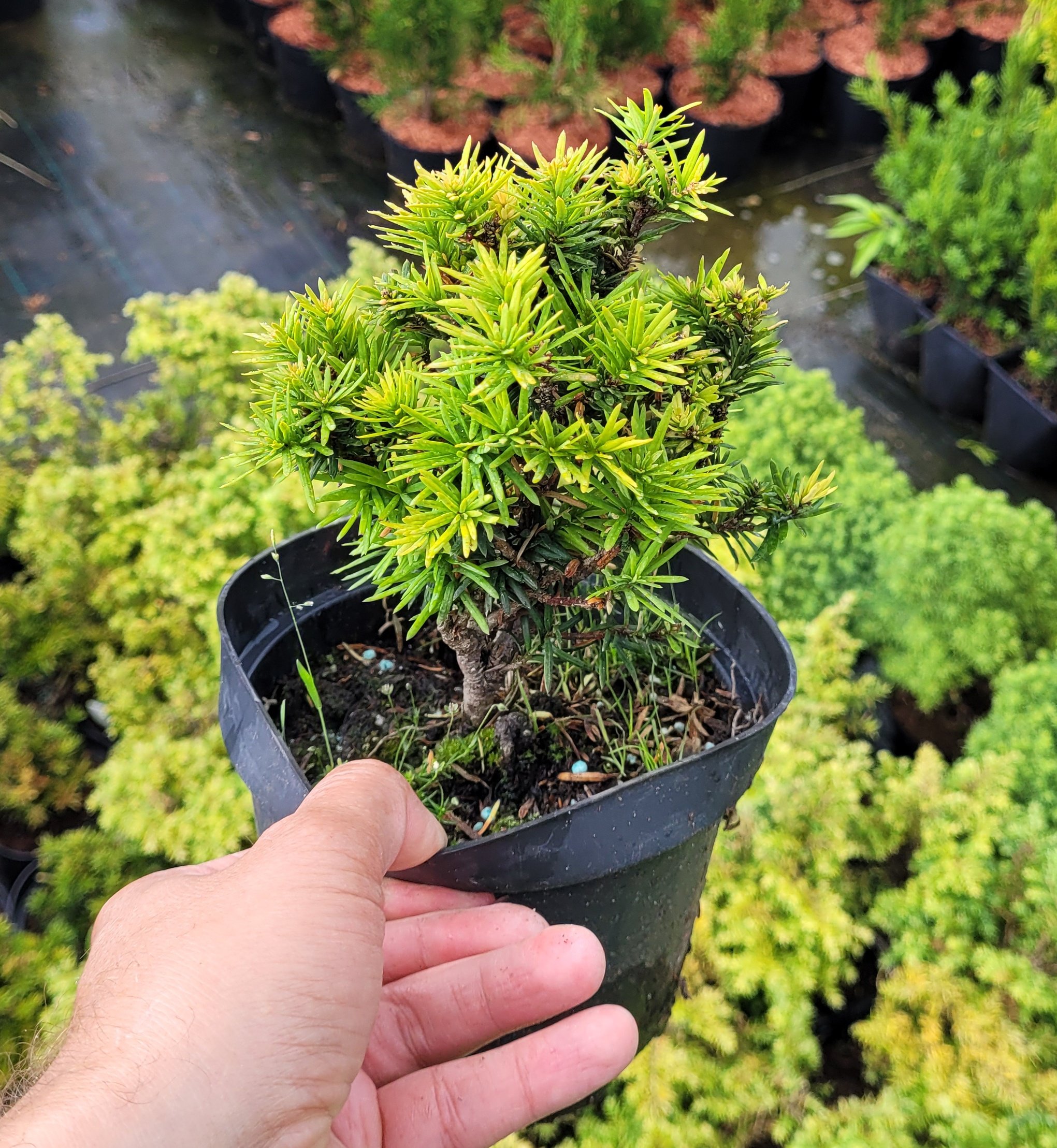 CHOINA KANADYJSKA NANA - 3