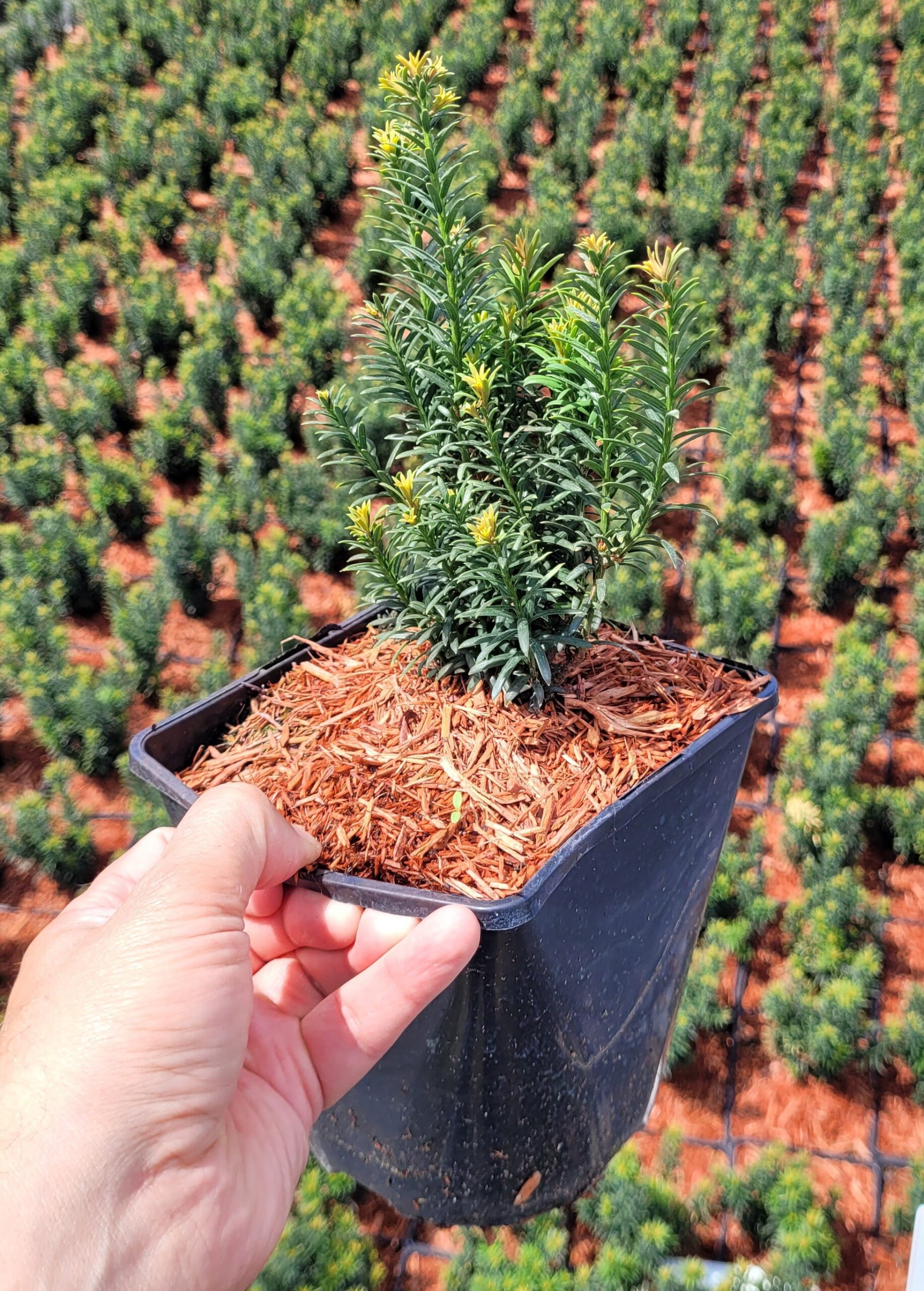 CIS POSPOLITY ANNA - 4