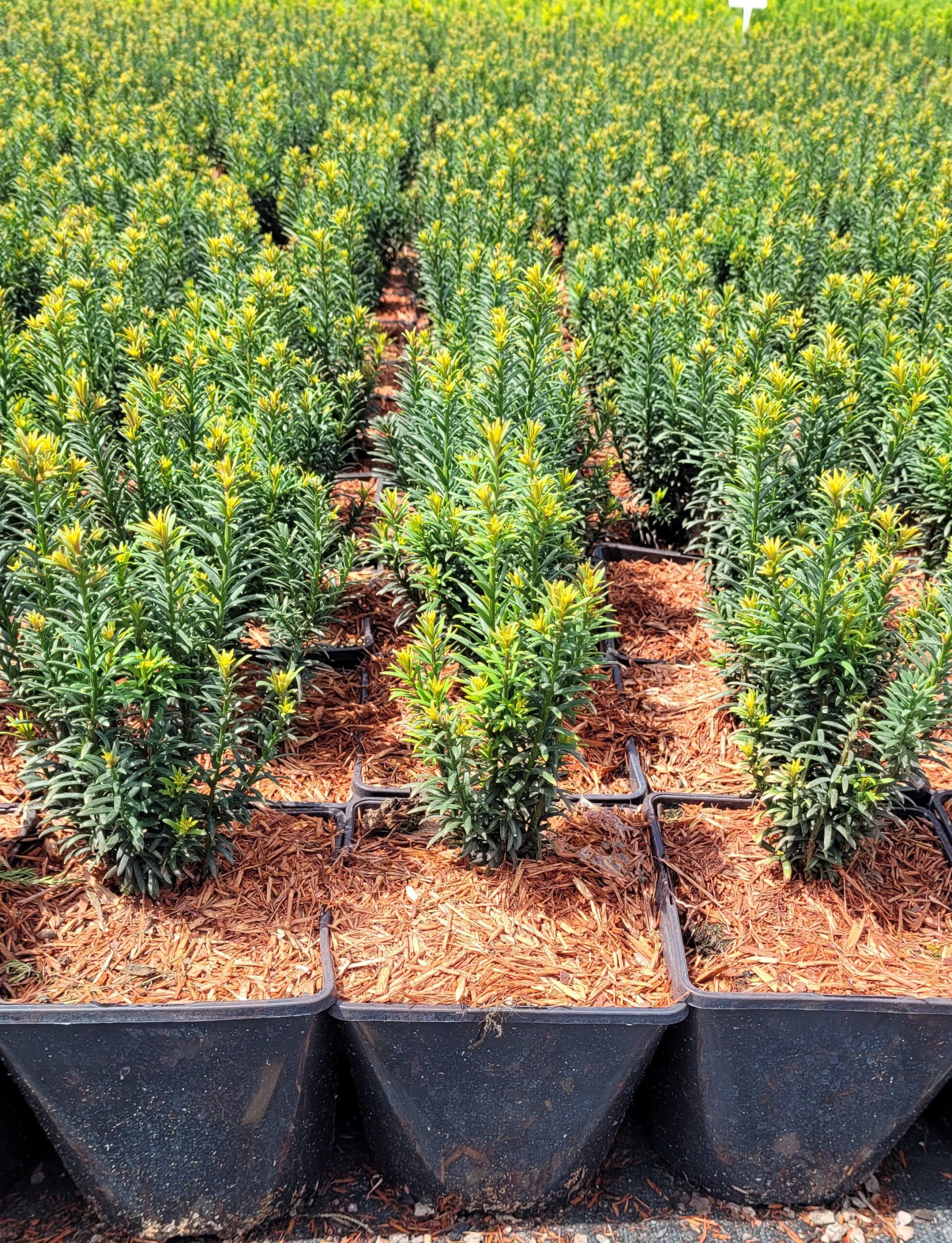 CIS POSPOLITY ANNA - 5