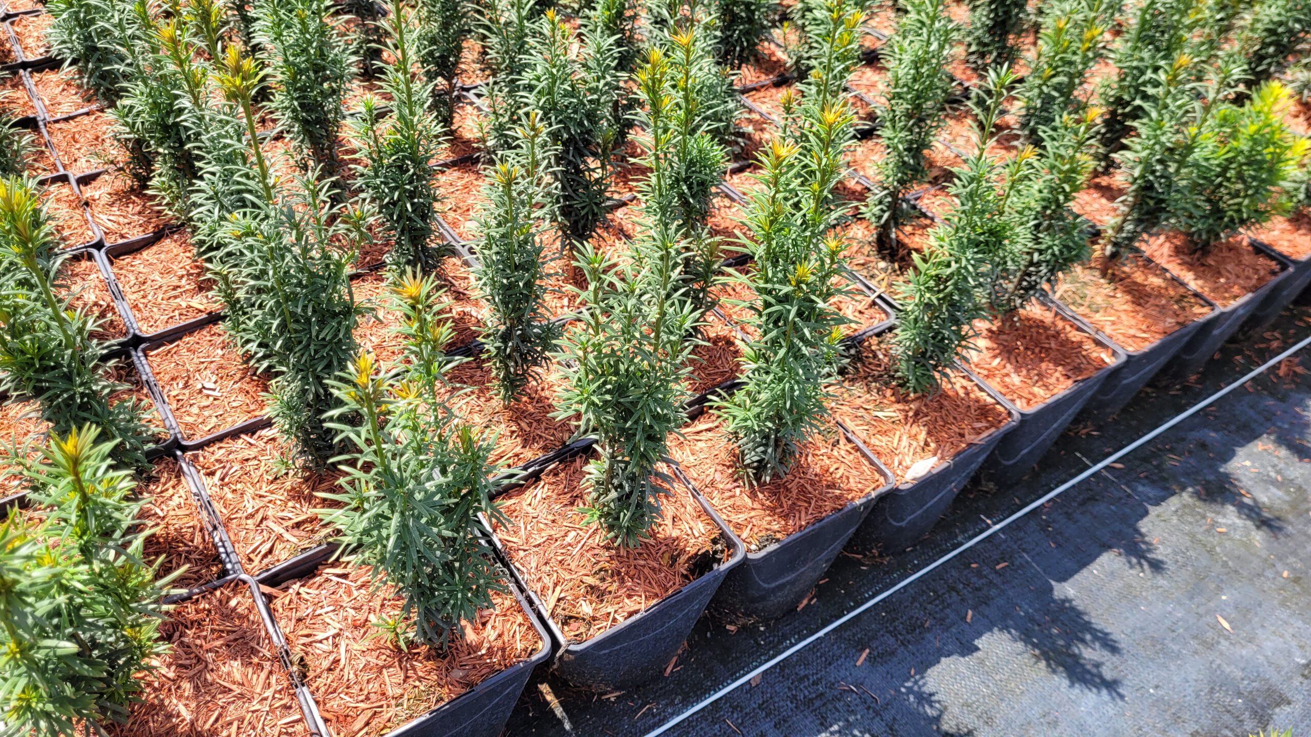 Cis pospolity FASTIGIATA 40cm - 2