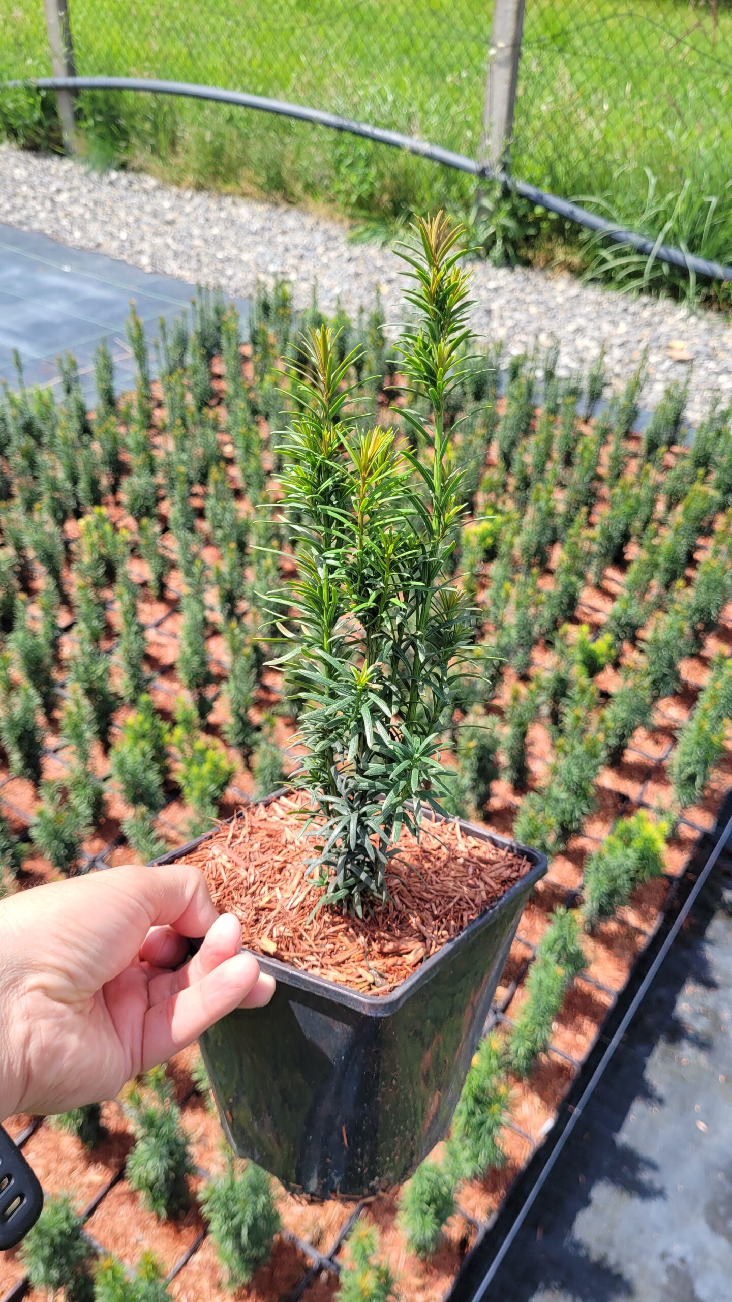 Cis pospolity FASTIGIATA 40cm - 3