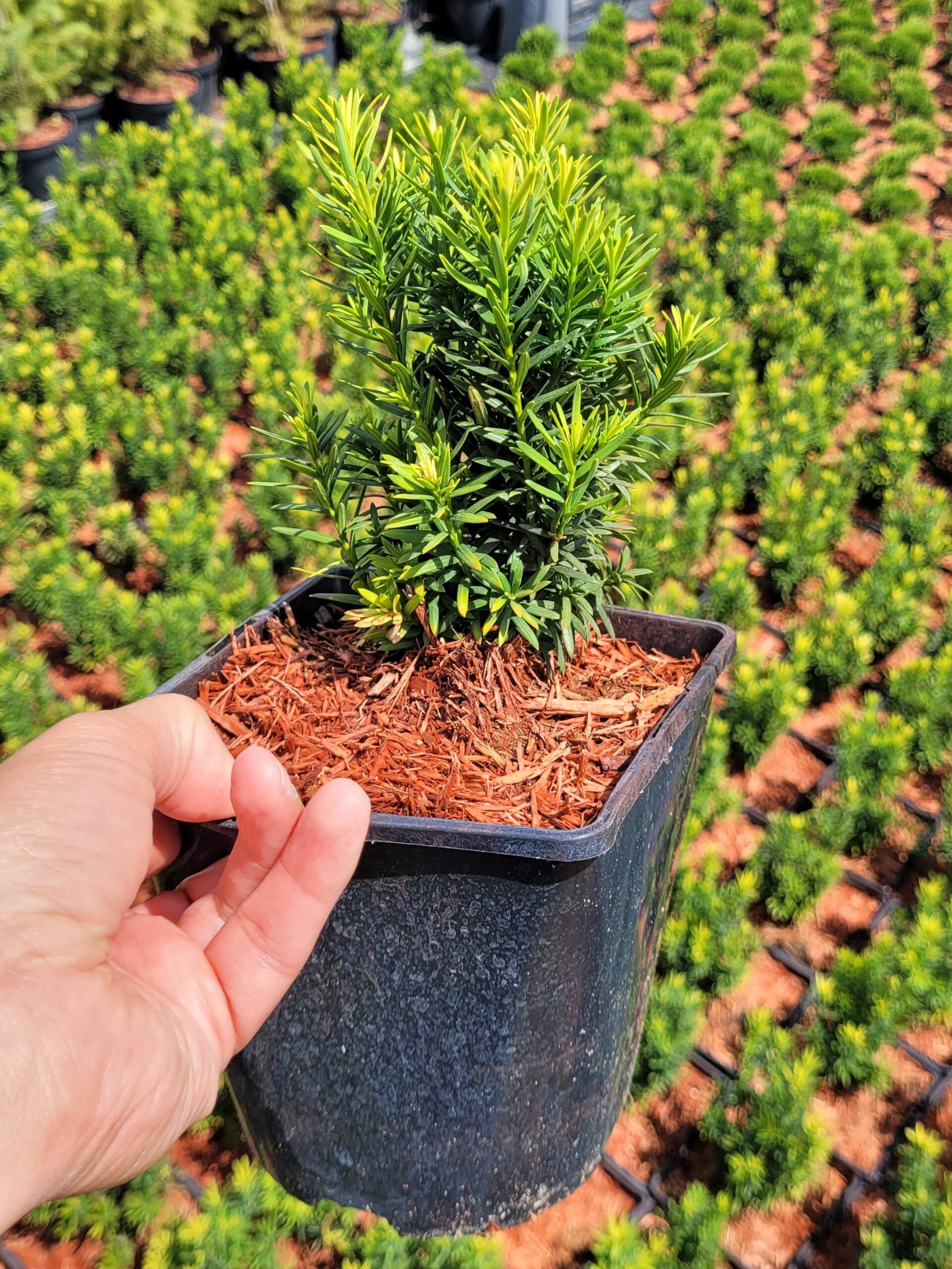 Cis pośredni HICKSII 30cm - 5