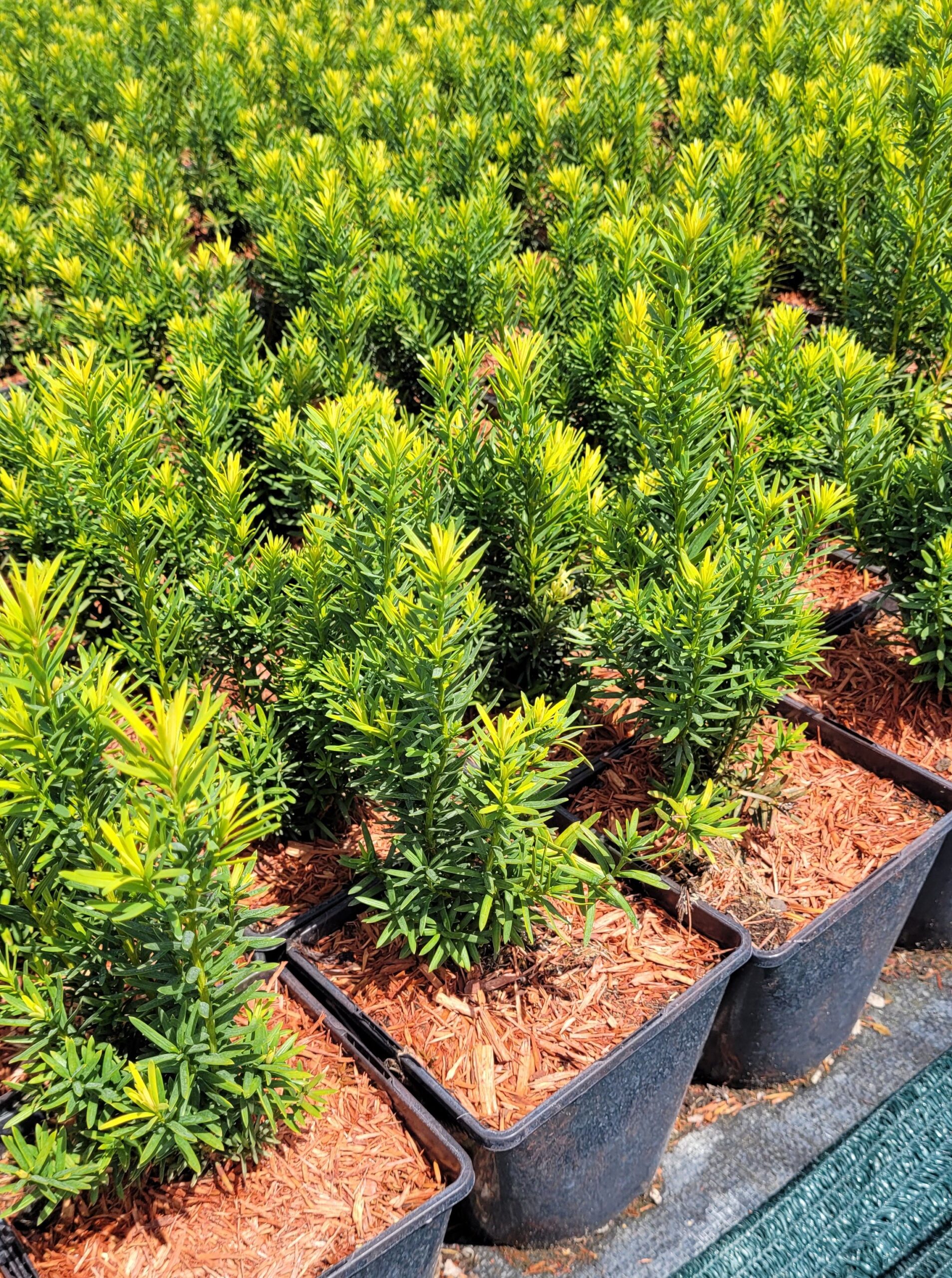 Cis pośredni HICKSII 30cm - 6