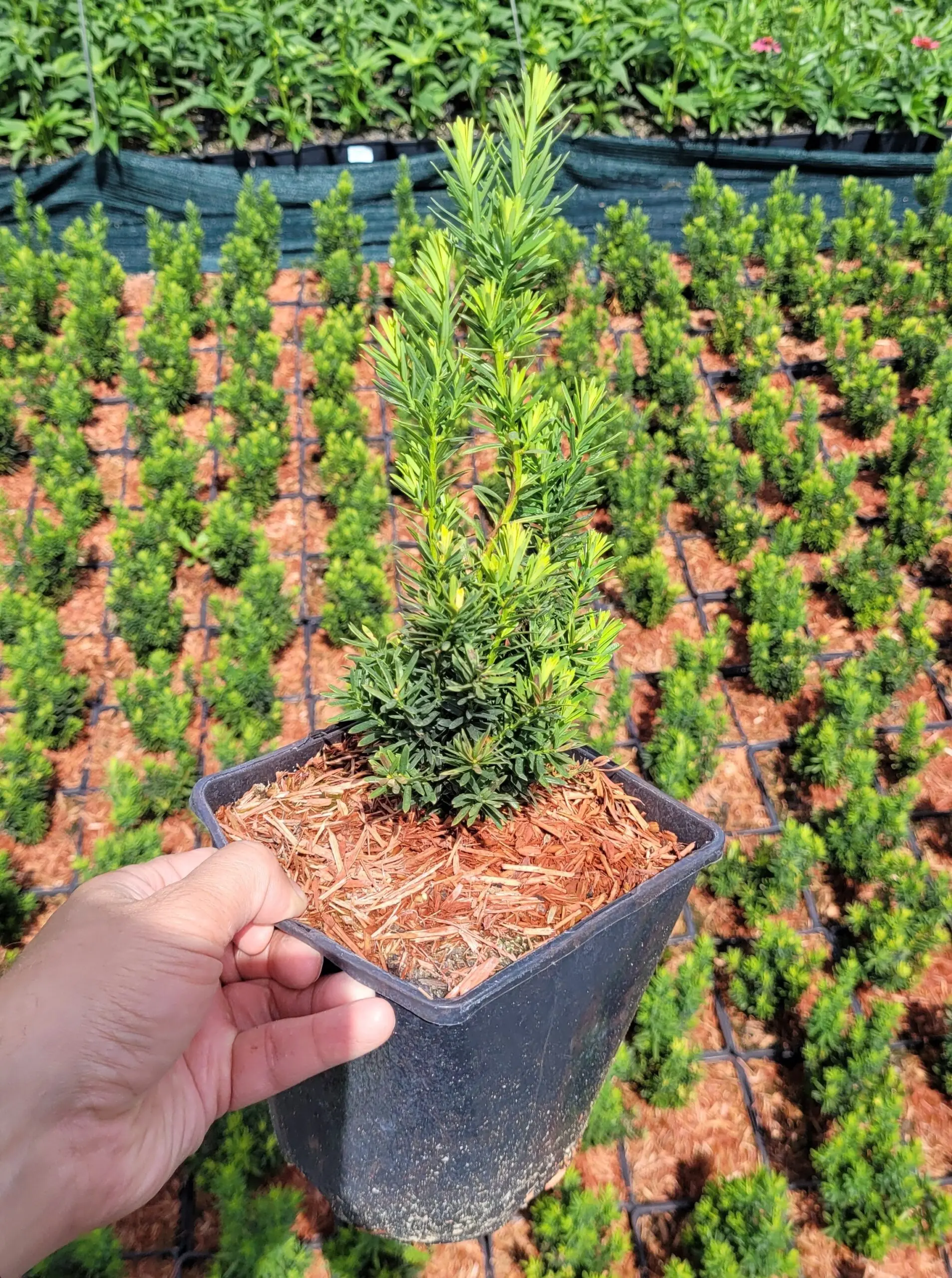 Cis pospolity REPANDENS - 5