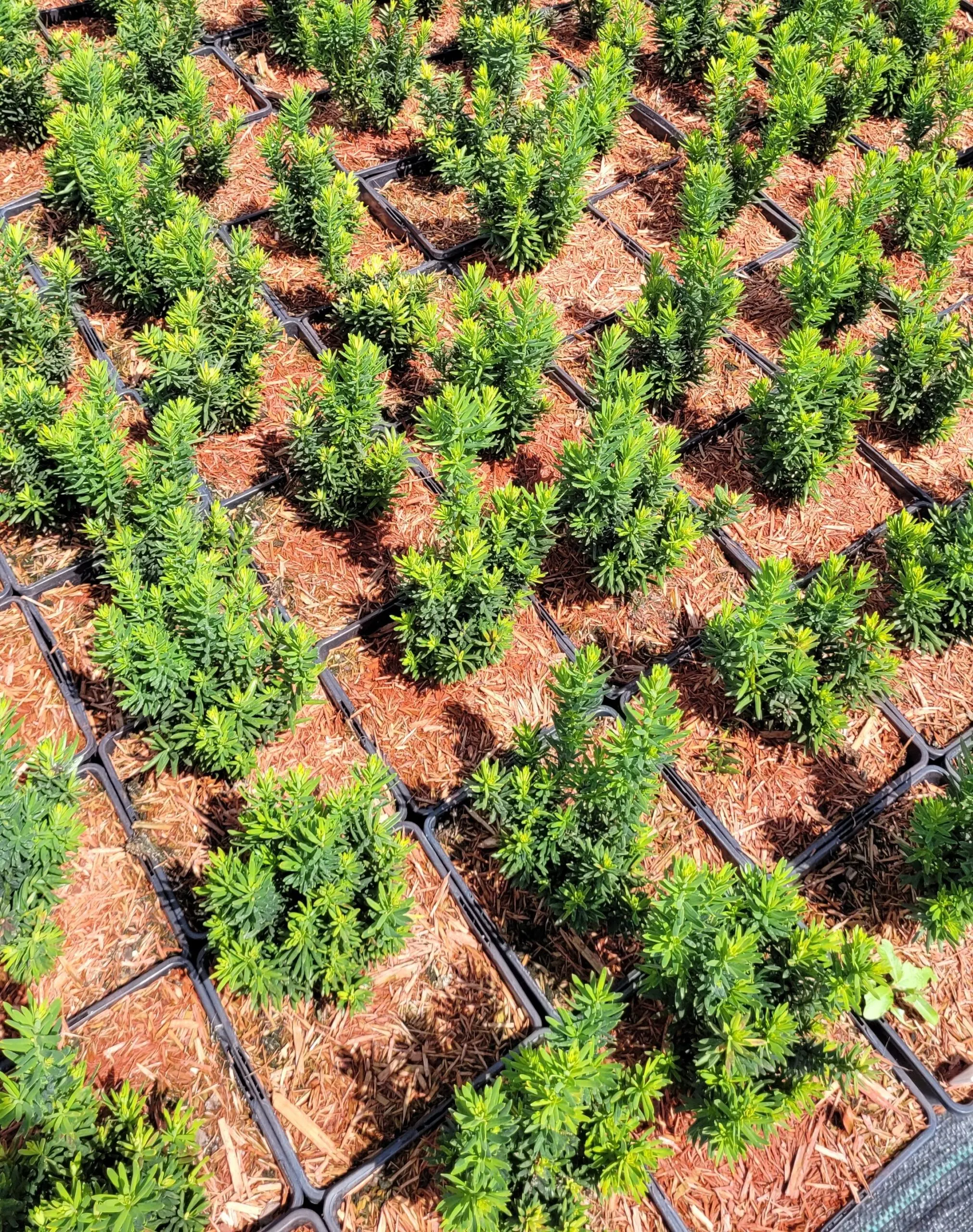 Cis pospolity REPANDENS - 6