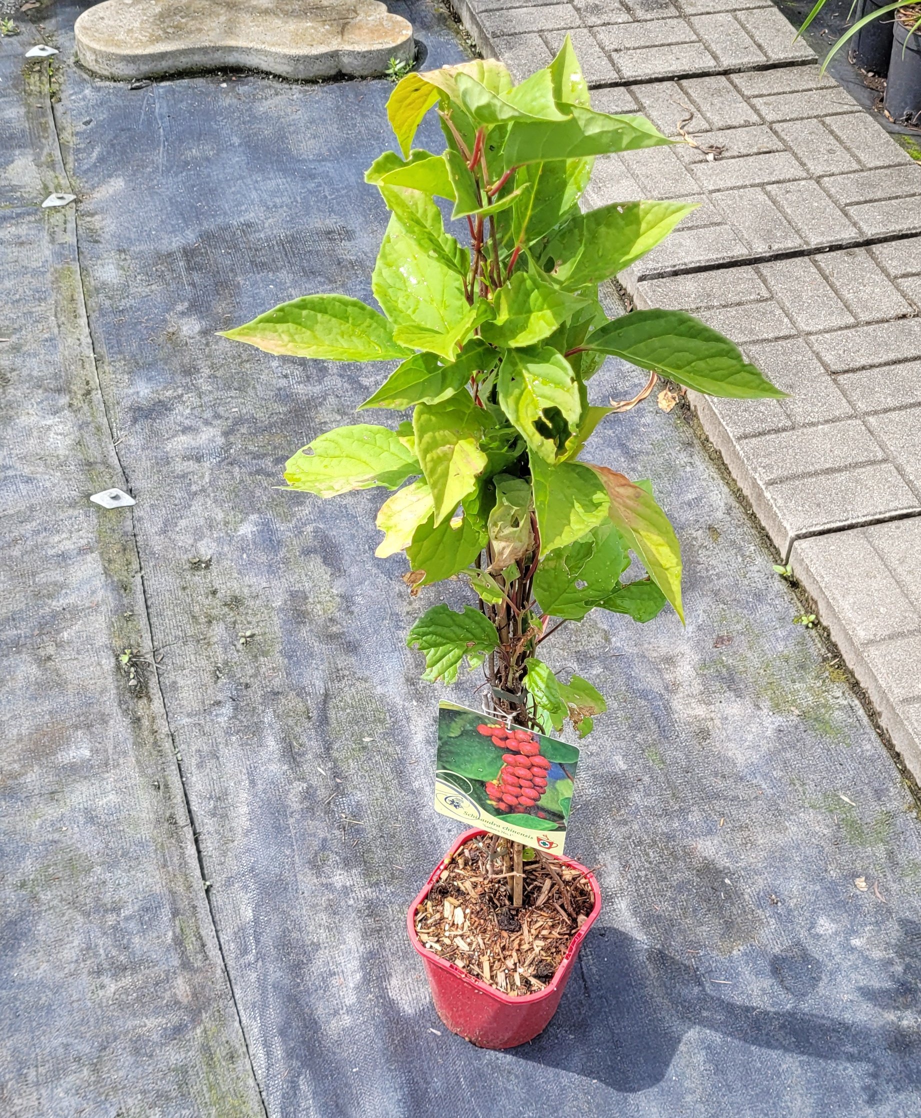 CYTRYNIEC chiński - 2