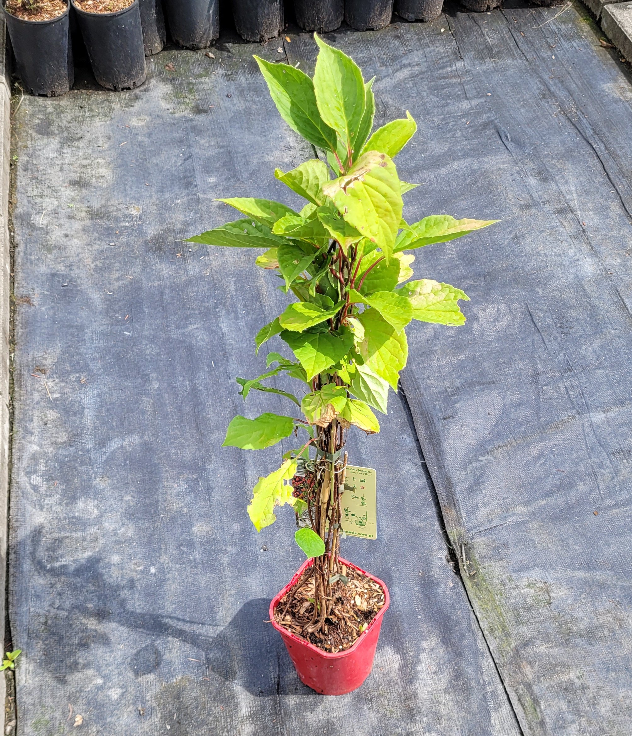 CYTRYNIEC chiński - 3