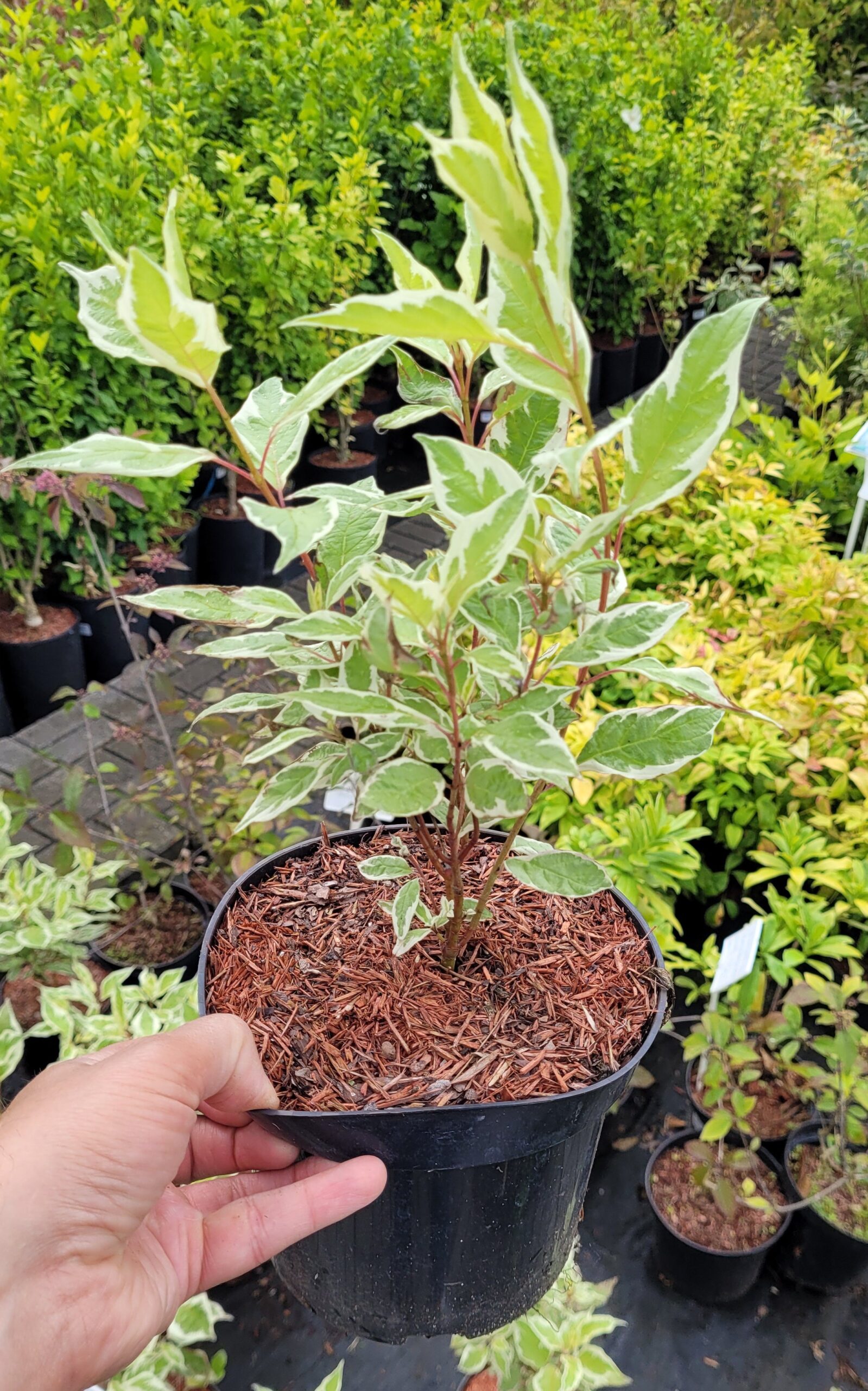 Dereń biały IVORY HALO - 4