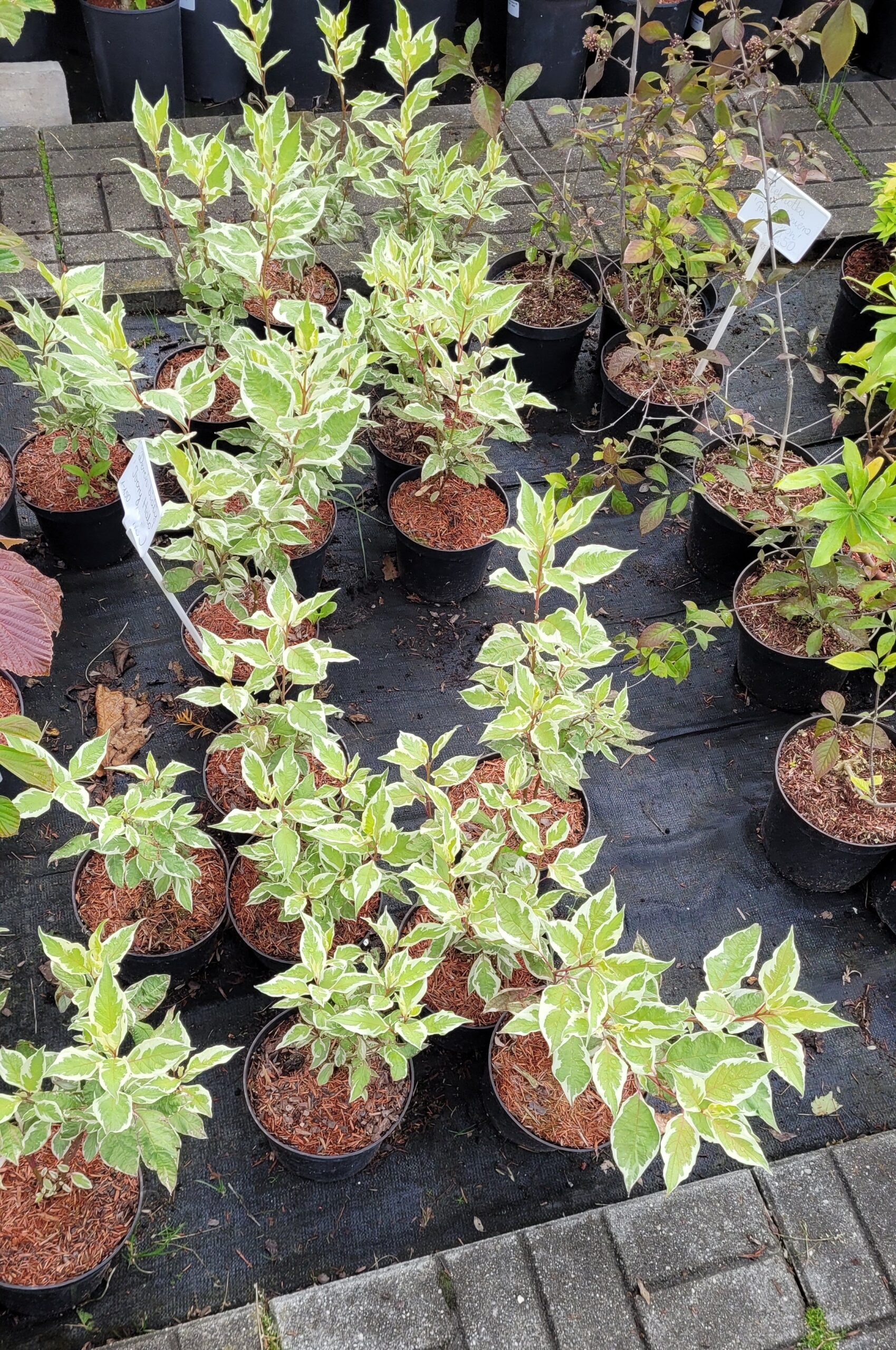 Dereń biały IVORY HALO - 5