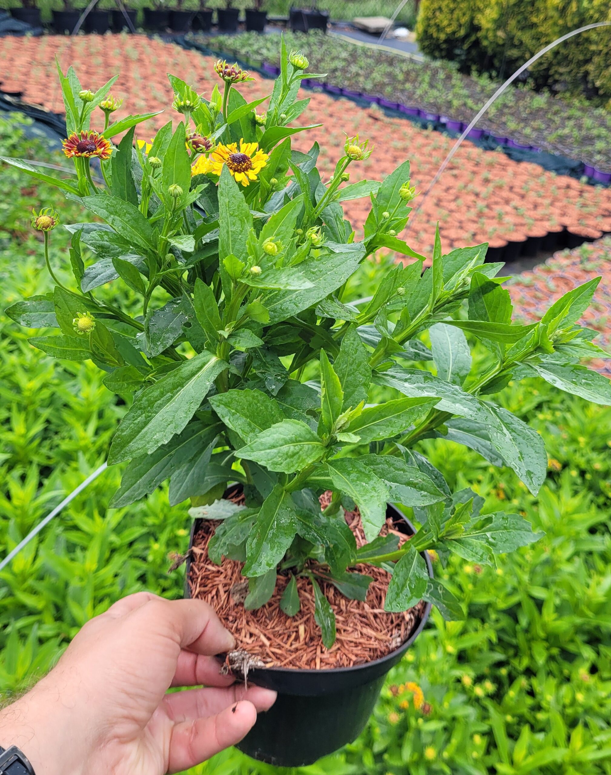 Dzielżan jesienny MARIACHI FUEGO - 5