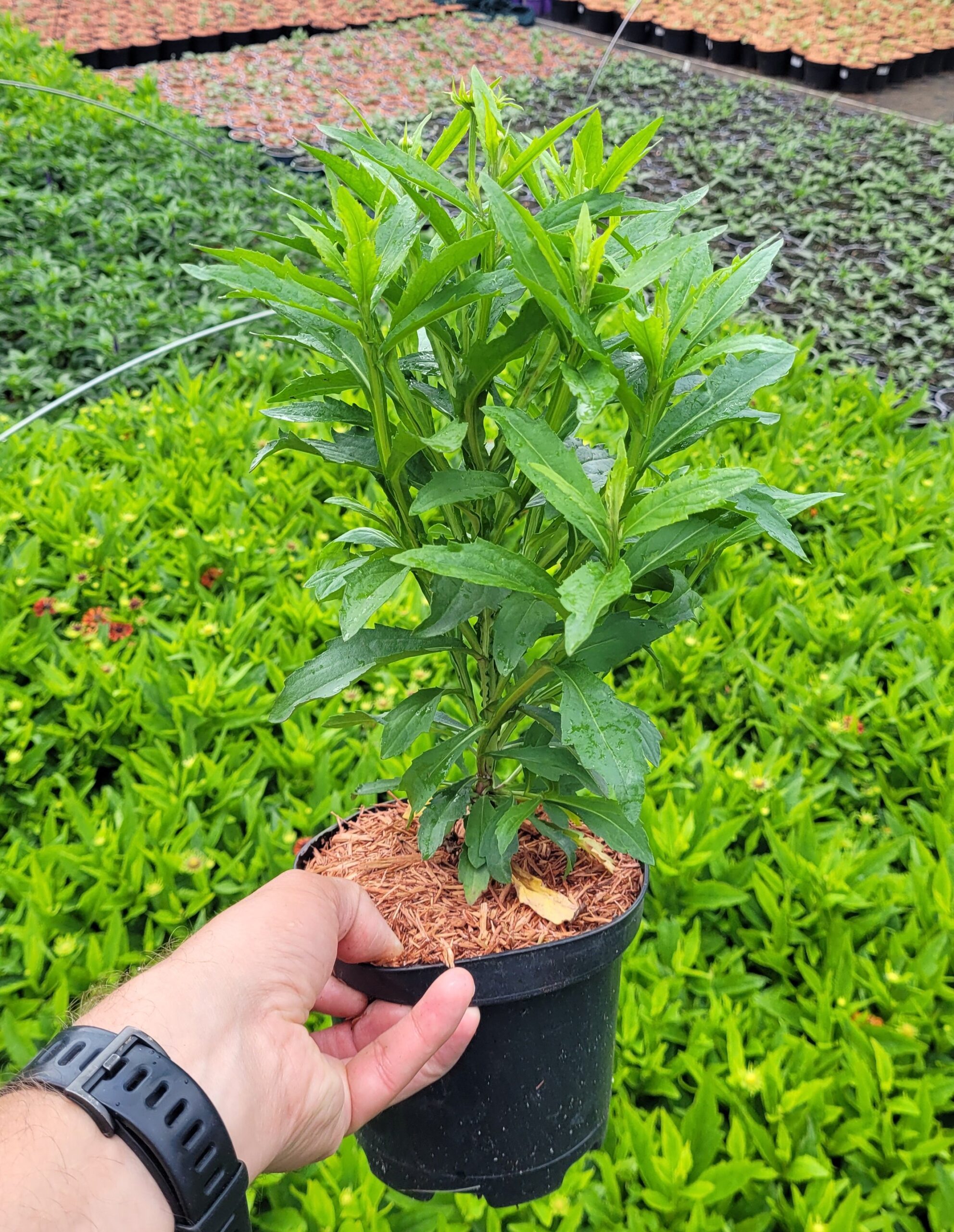 Dzielżan ogrodowy SALSA - 5