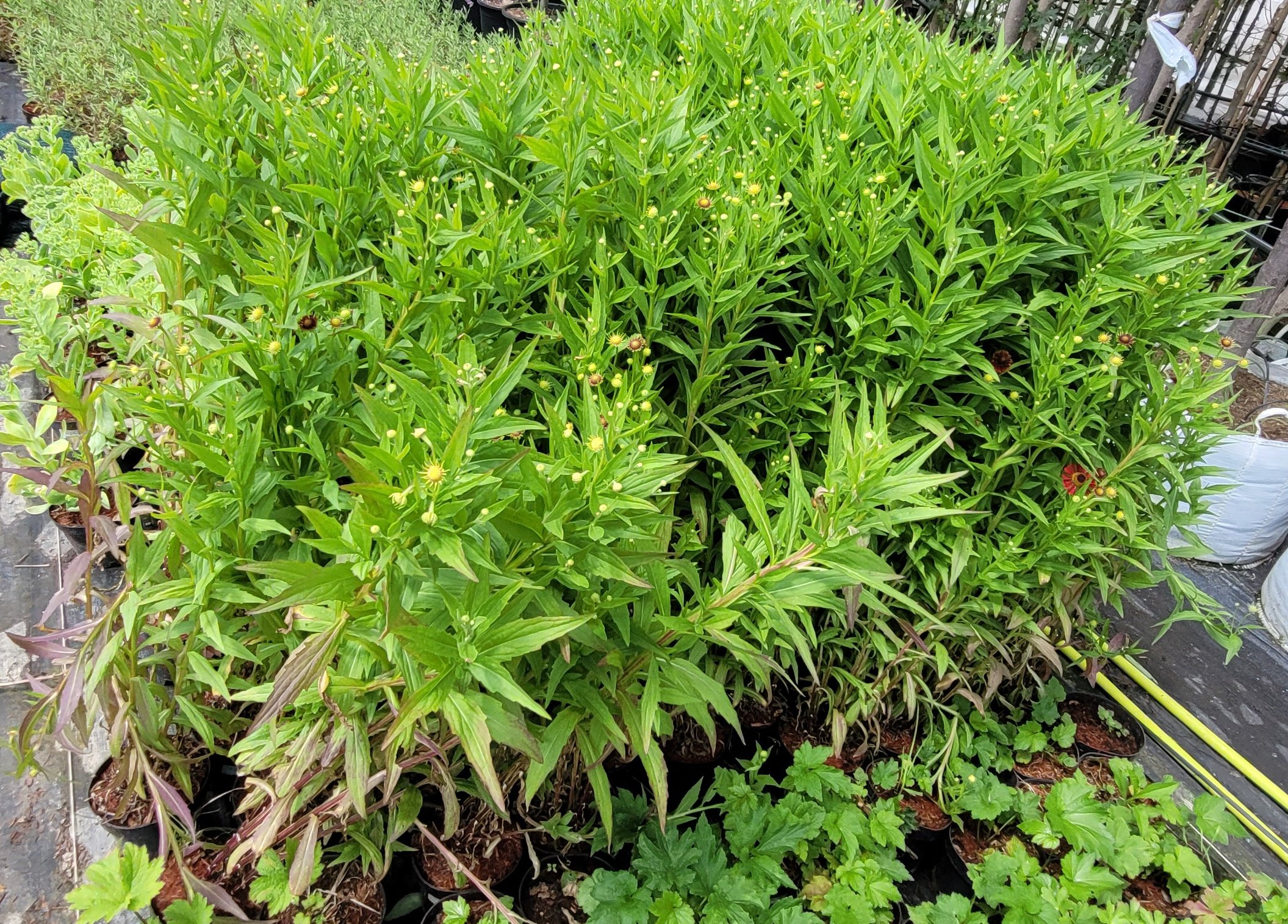 Dzielżan jesienny SIESTA - 5