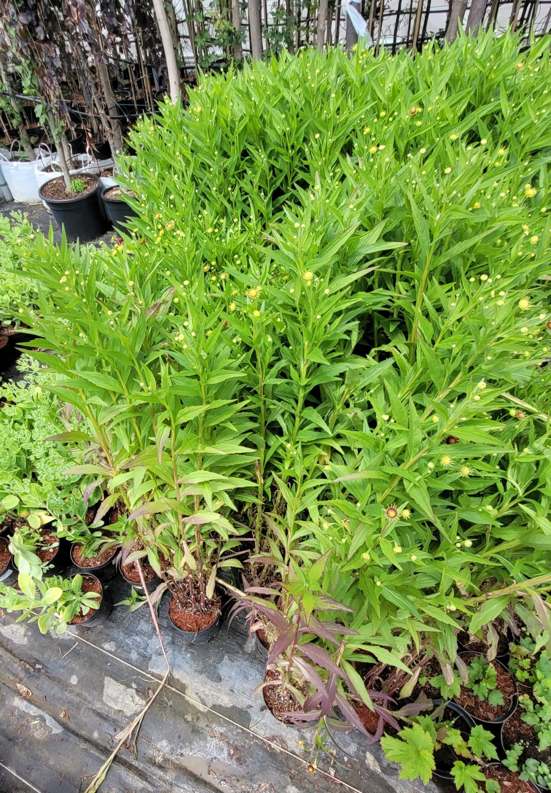 Dzielżan jesienny SIESTA - 4