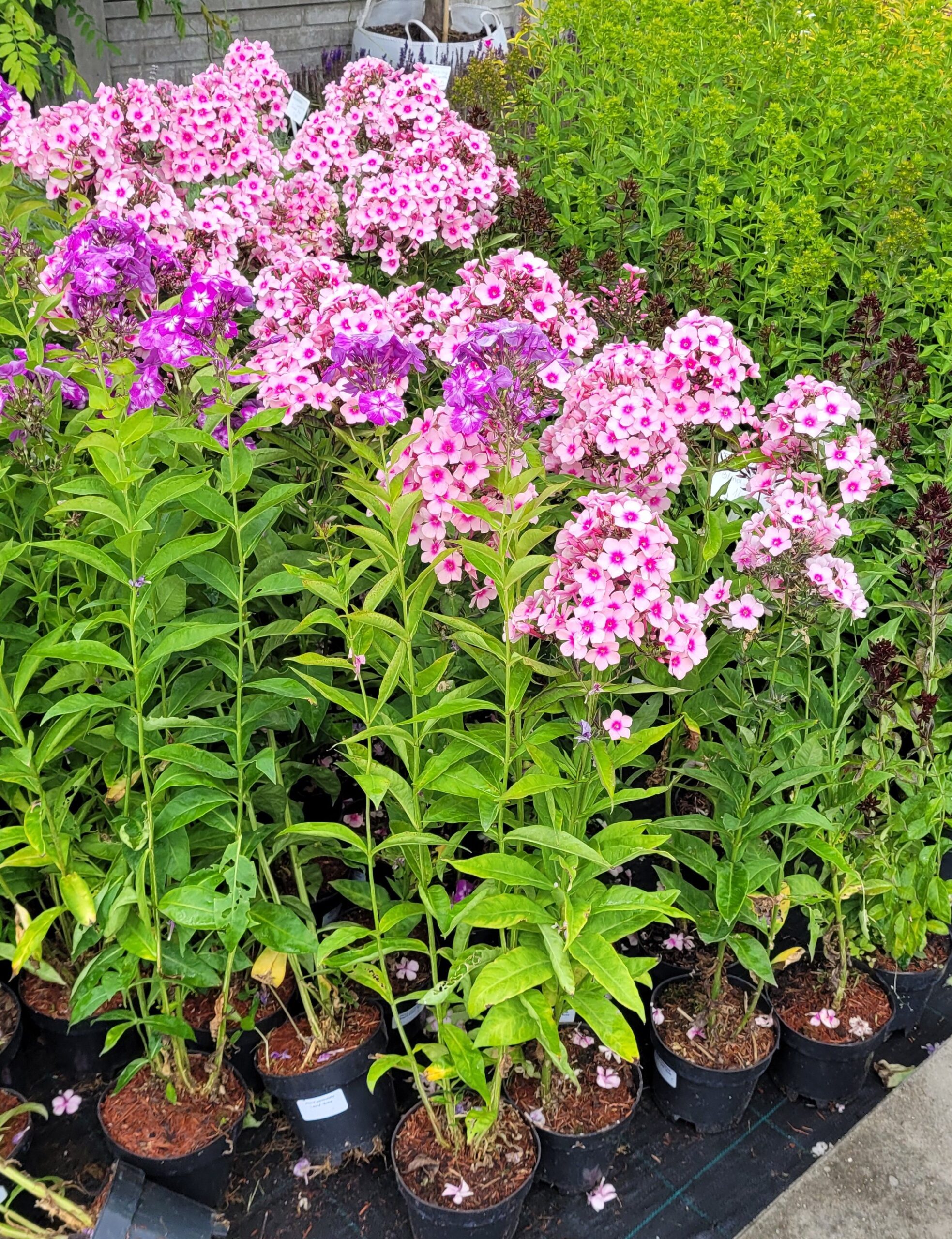 Płomyk Floks wiechowaty LAURA - 4