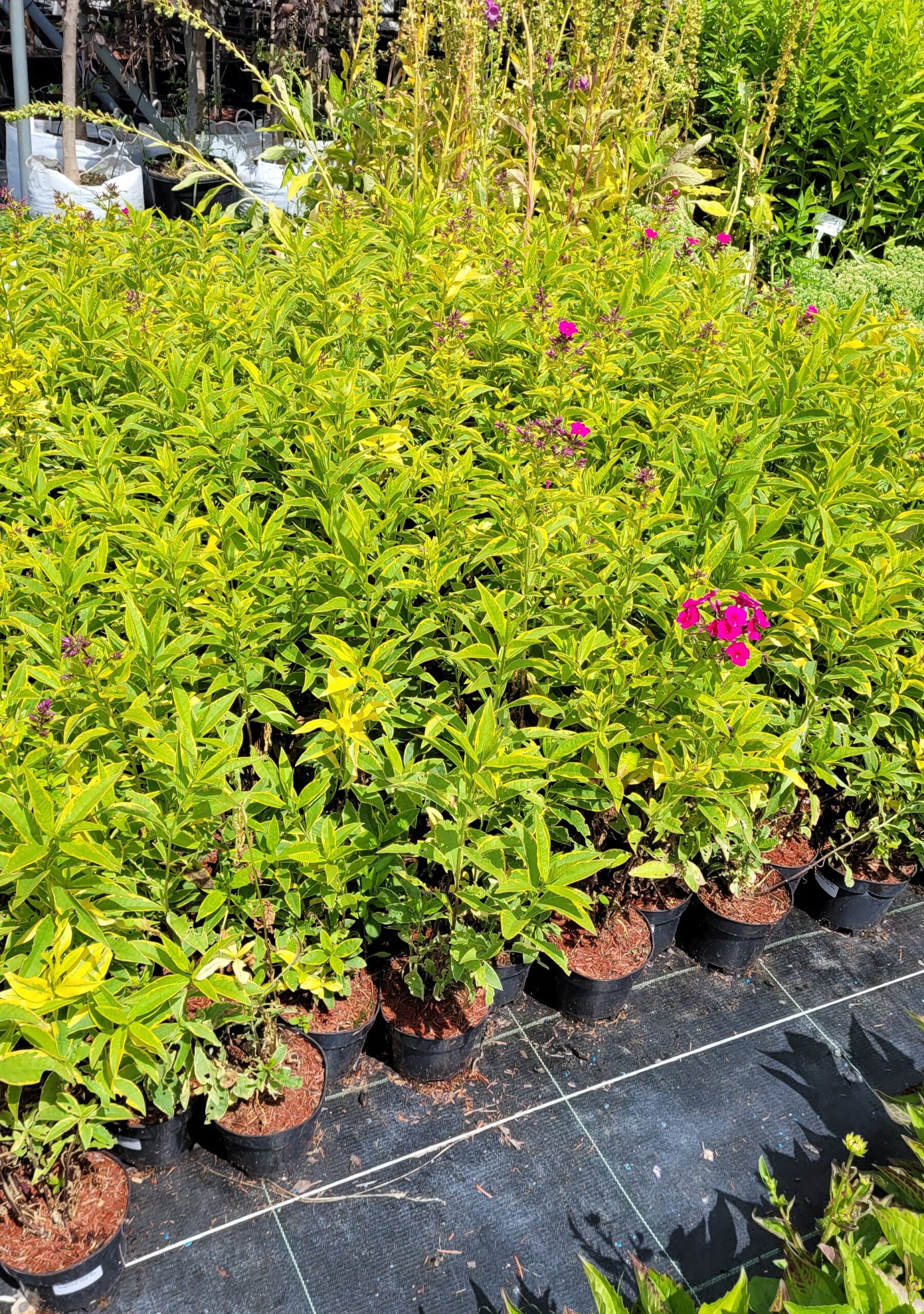 Płomyk Floks wiechowaty GOLDMINE - 4