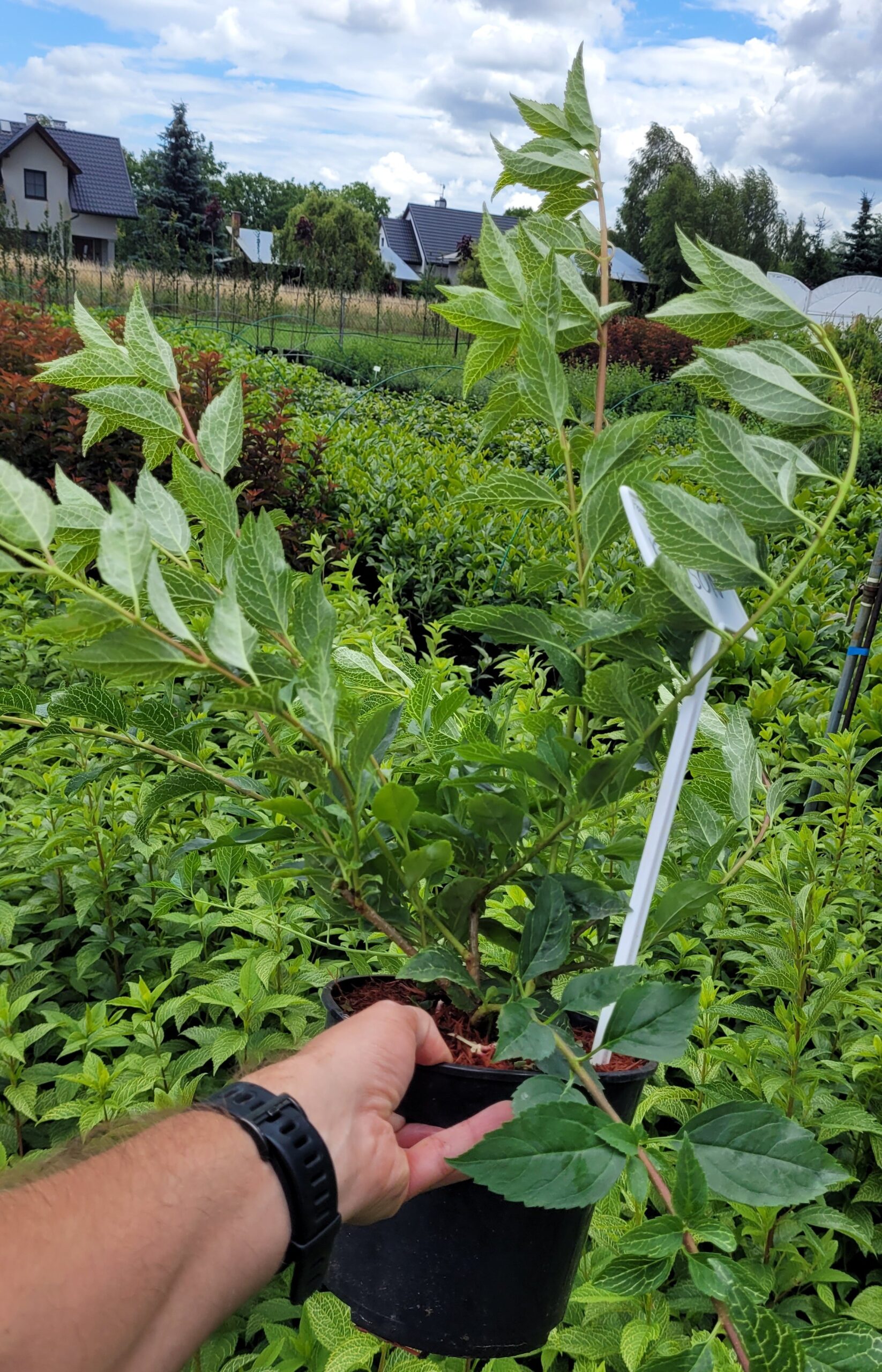 Forsycja koreańska KUMSON - 3