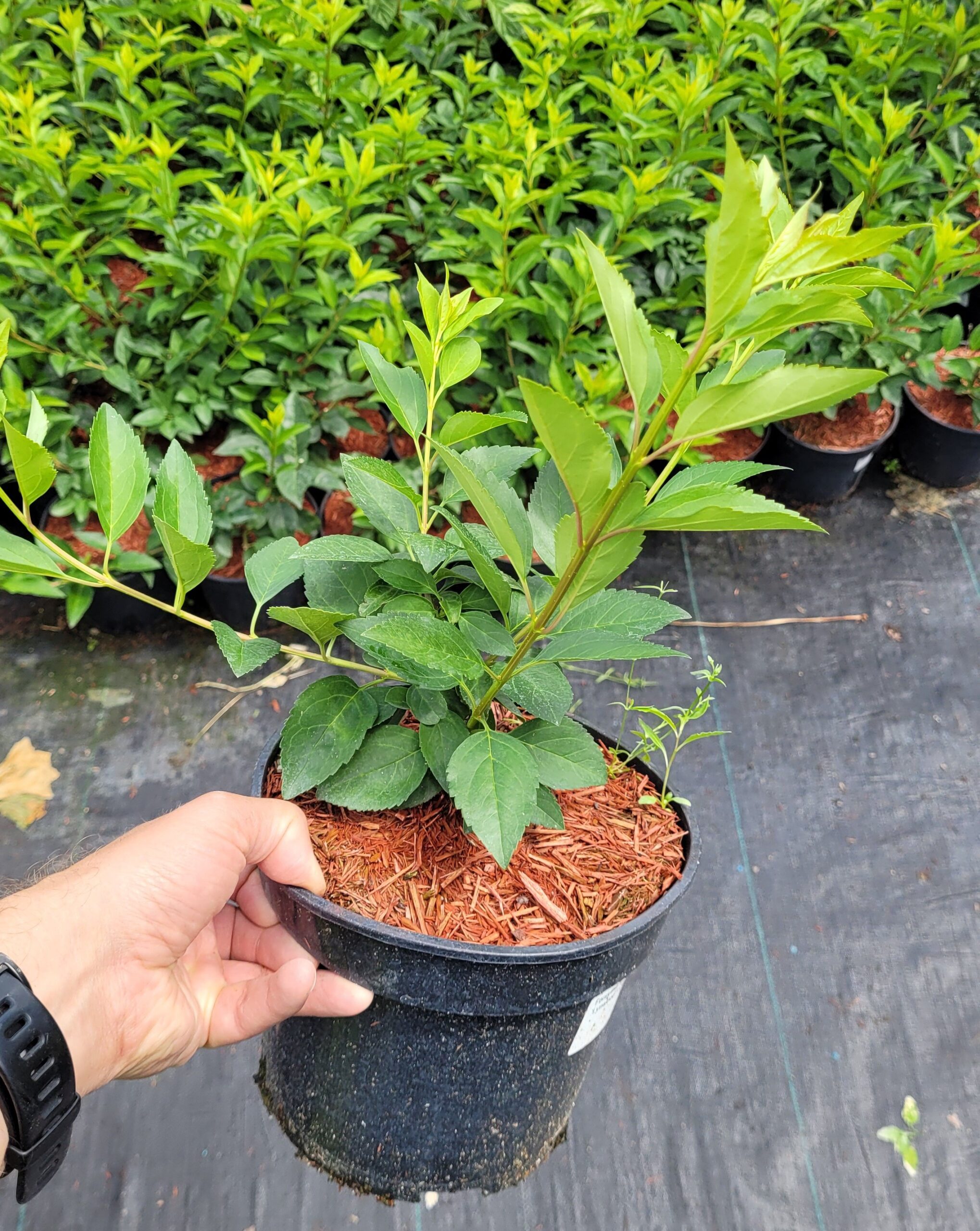 Forsycja LYNWOOD GOLD - 5