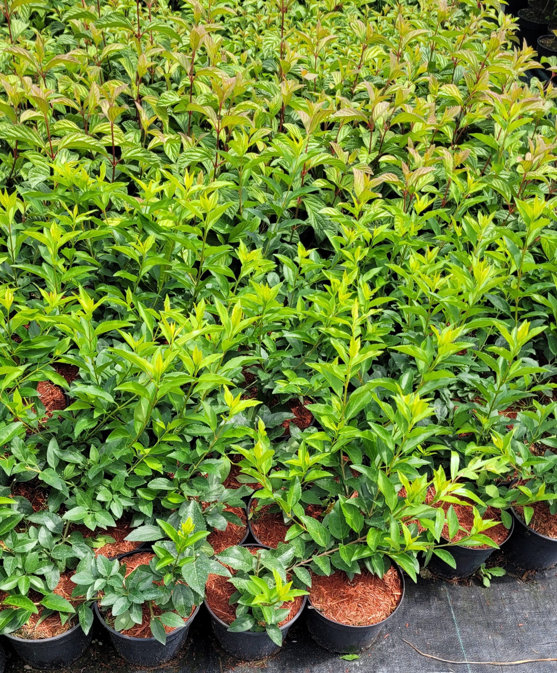 Forsycja LYNWOOD GOLD - 6