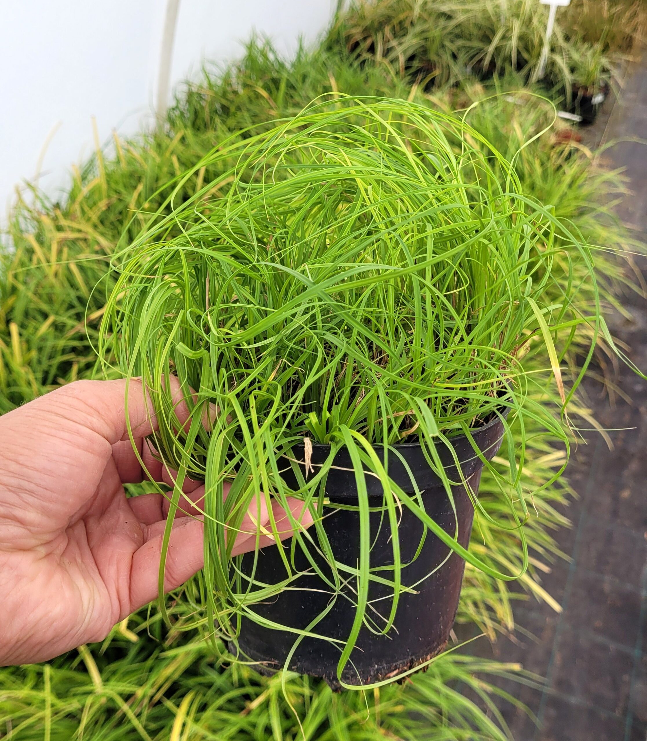 HAKONECHLOA SMUKŁA BENI KAZE - 5