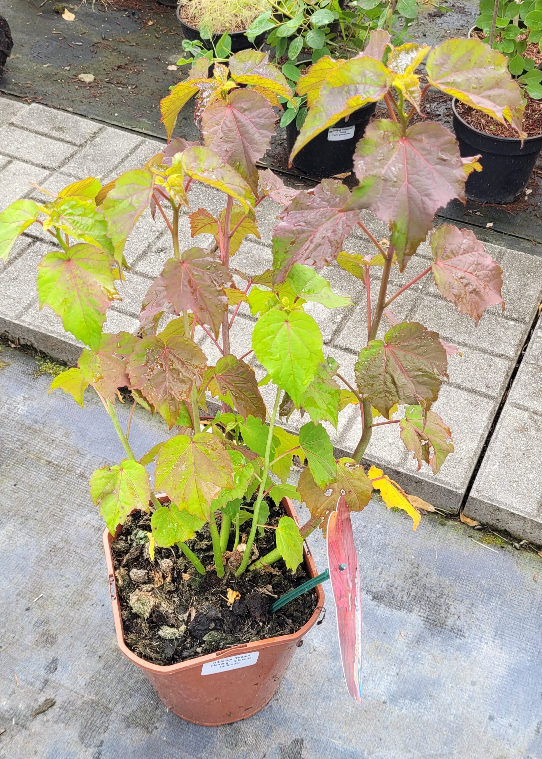 Hibiskus bylinowy JEAN RED - 5