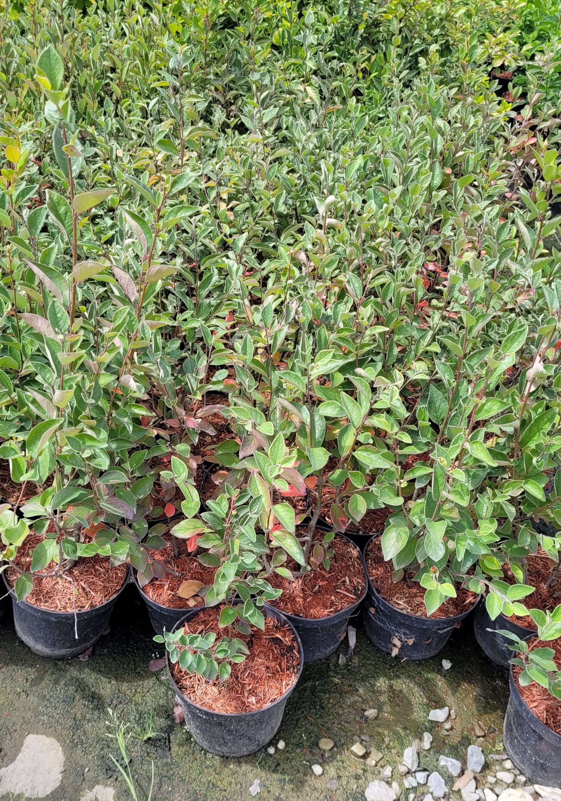 IRGA BŁYSZCZĄCA - 4