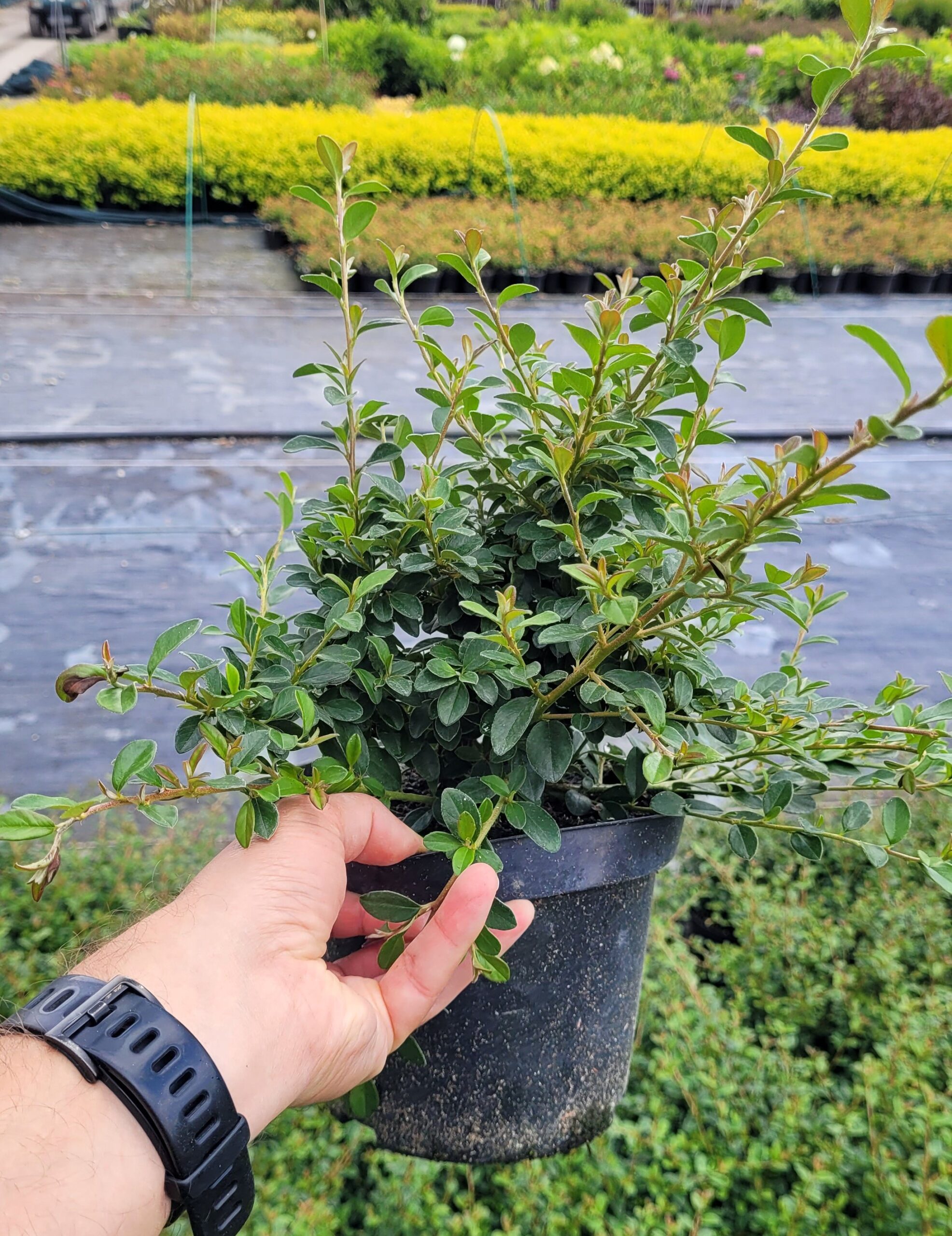 Irga Dammera CORAL BEAUTY - 5