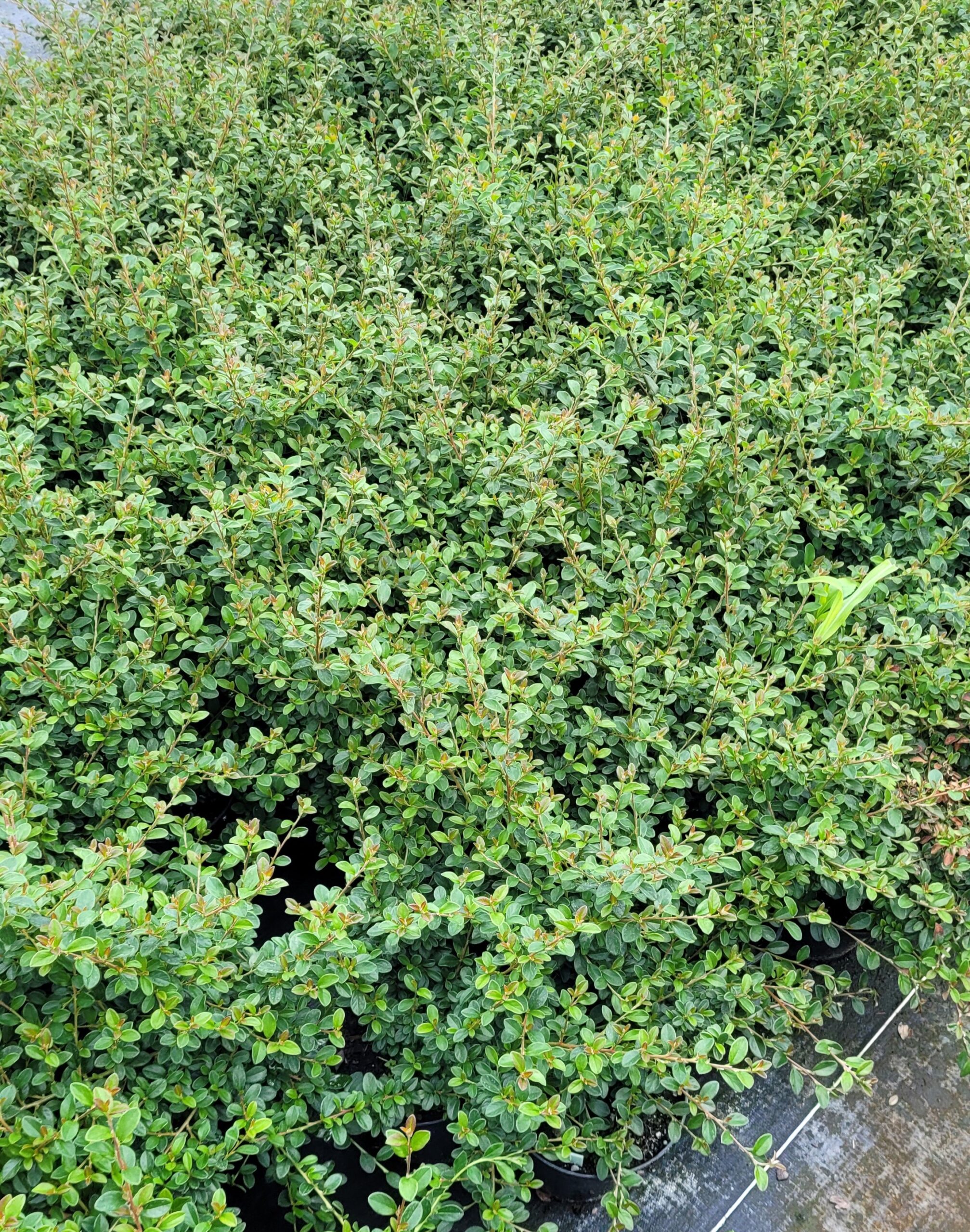 Irga Dammera CORAL BEAUTY - 6