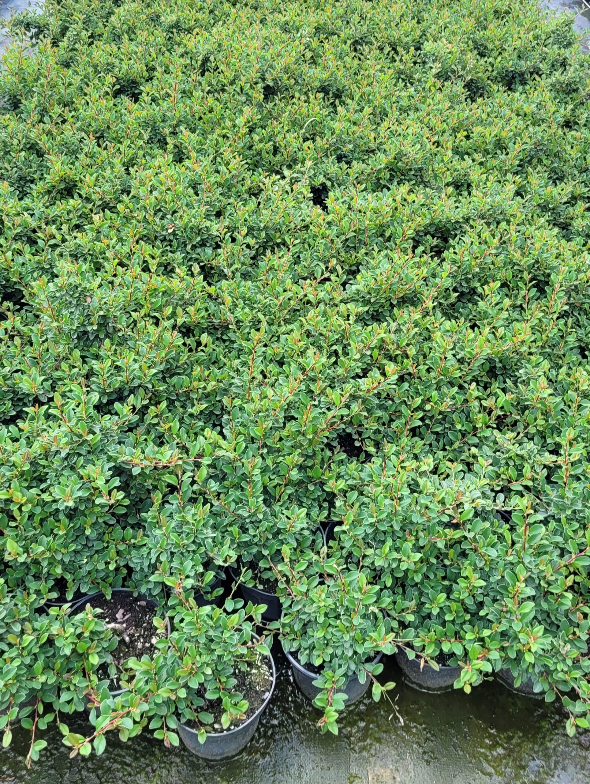 IRGA ROZESŁANA EICHHOLZ - 4