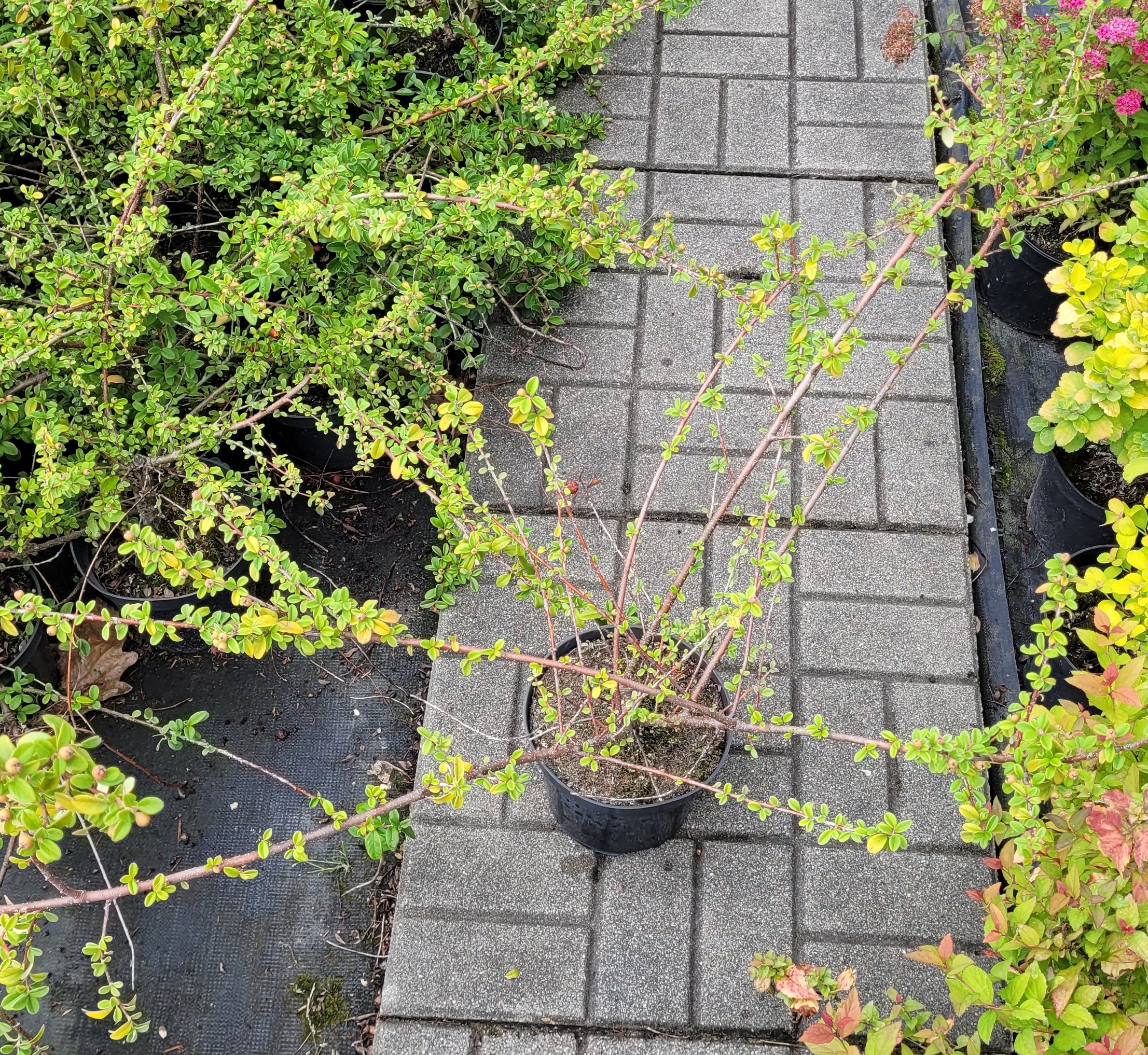 Irga Dammera MOONCREEPER - 6