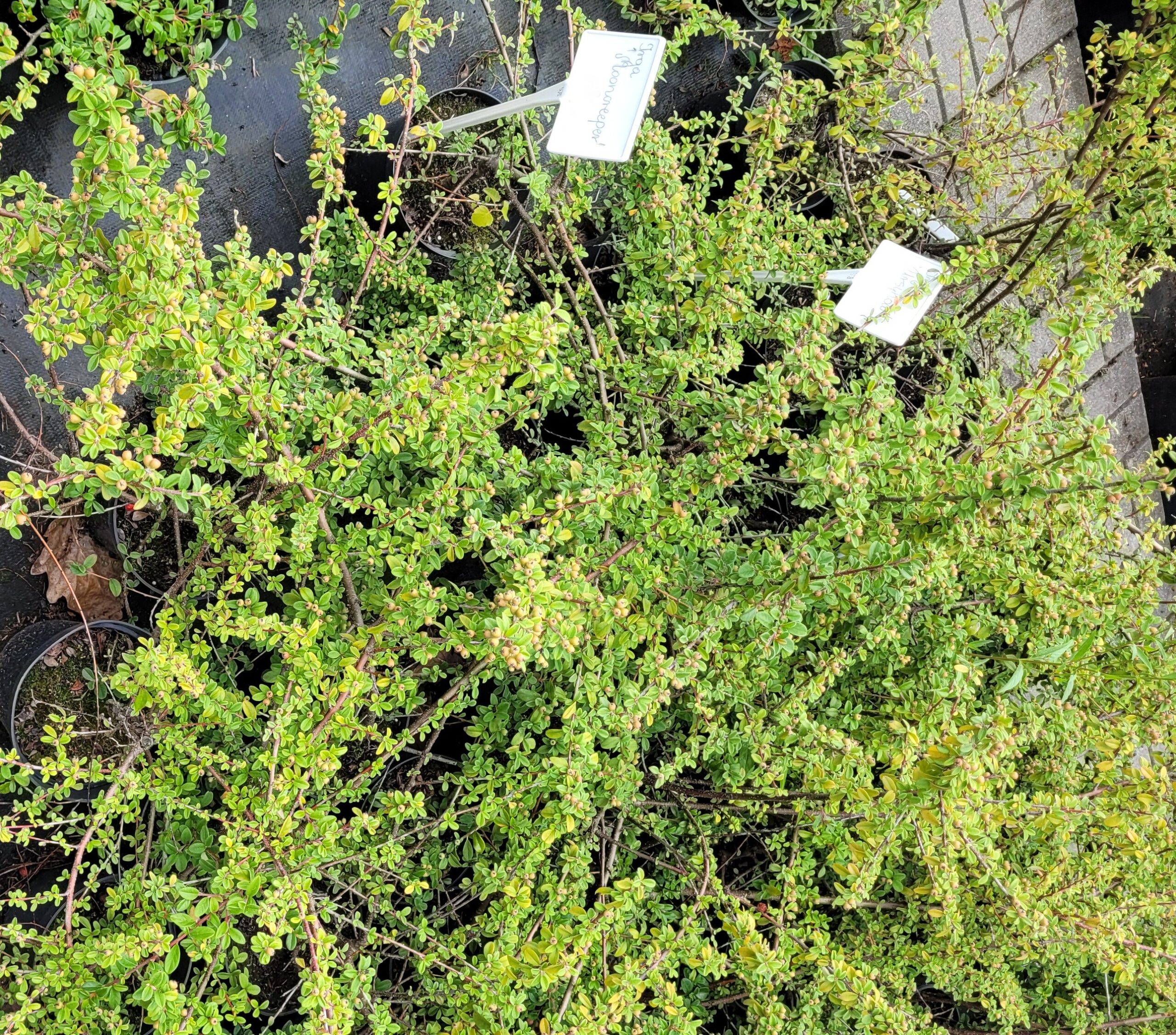 Irga Dammera MOONCREEPER - 7