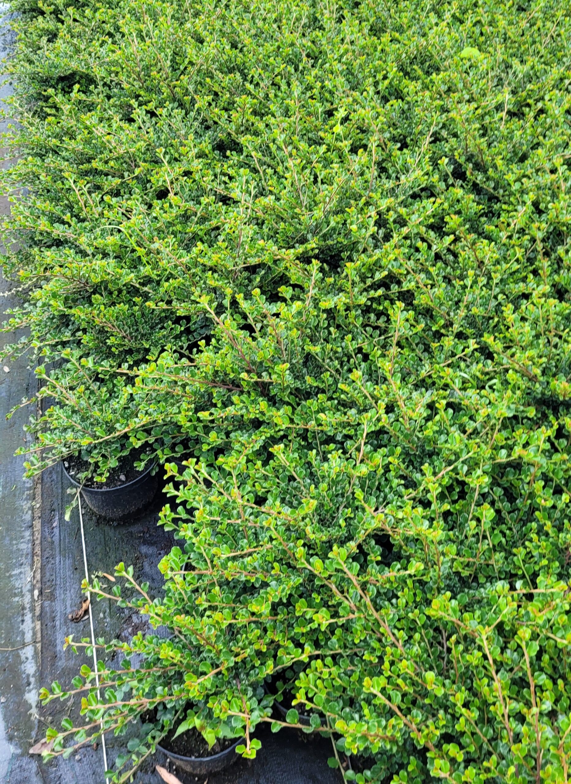 IRGA POZIOMA PERPUSILLUS - 5