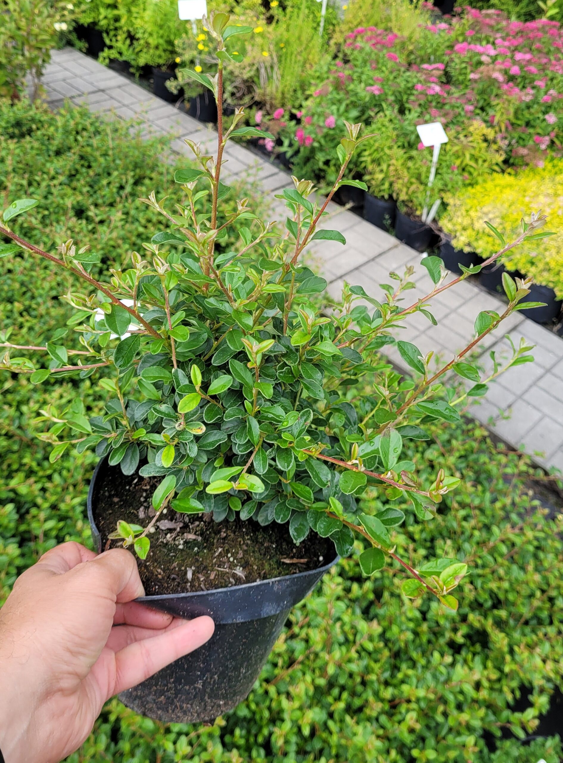 IRGA STREIBS FINDLING - 4