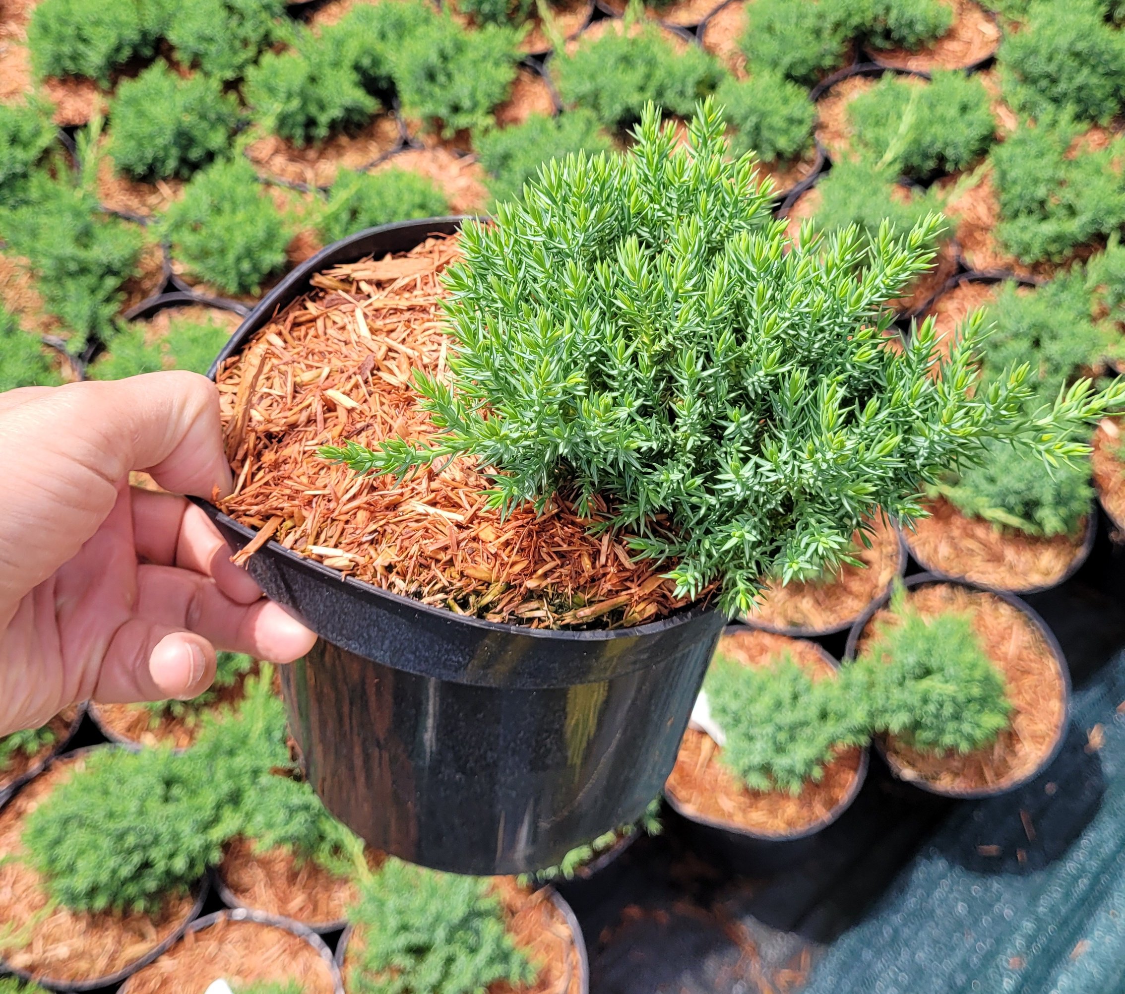 Jałowiec rozesłany NANA - 5