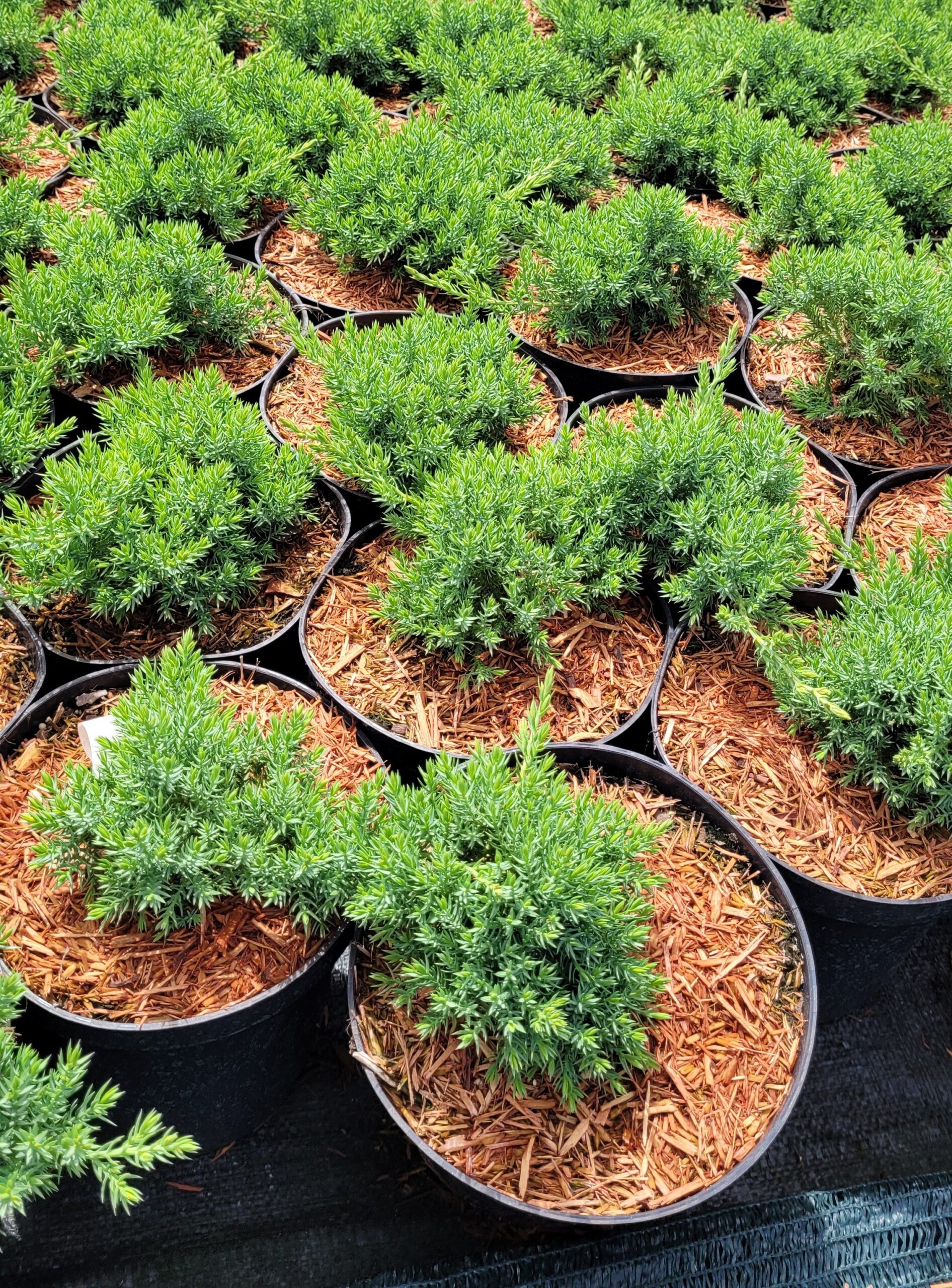 Jałowiec rozesłany NANA - 6