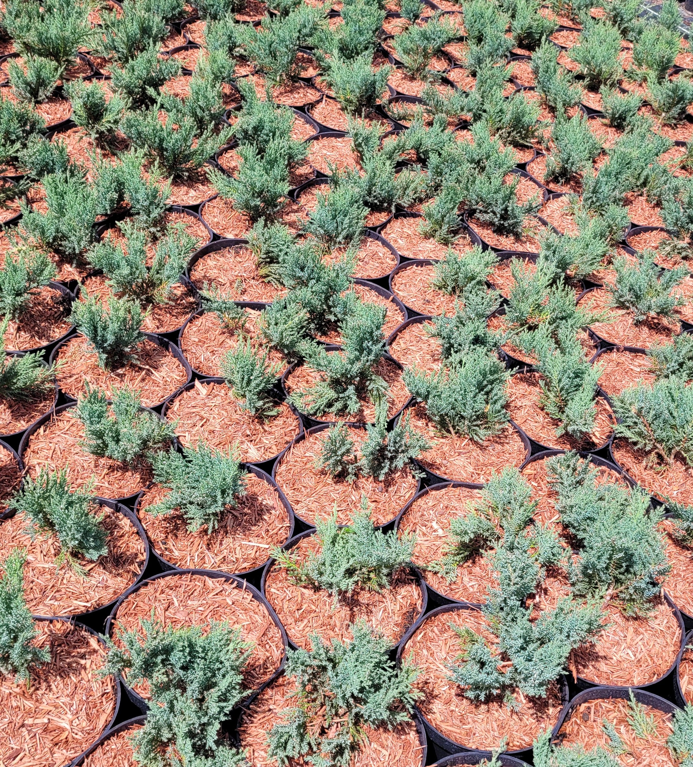 Jałowiec sabiński TAMARISCIFOLIA - 7