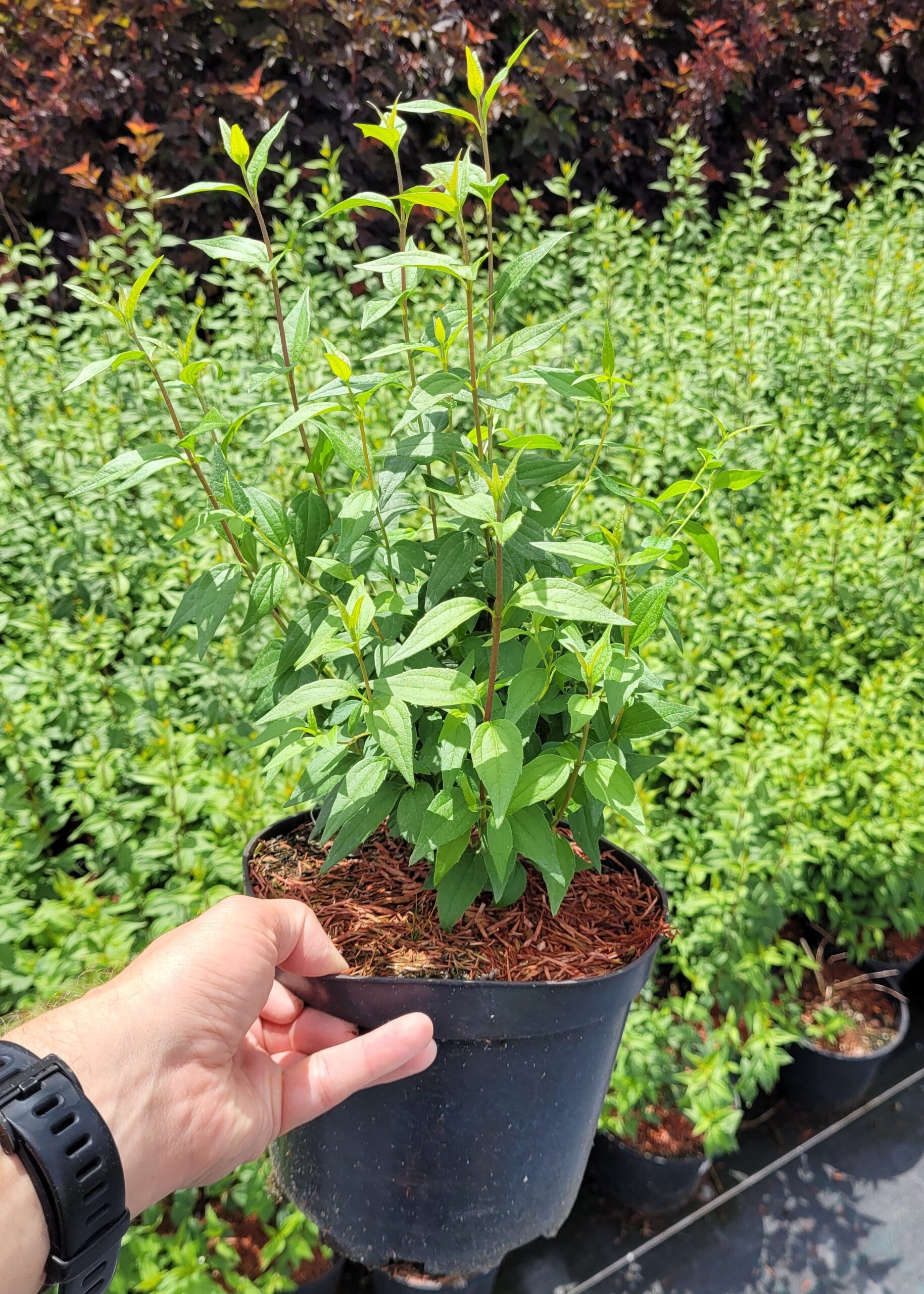 JAŚMINOWIEC GIRANDOLE - 5