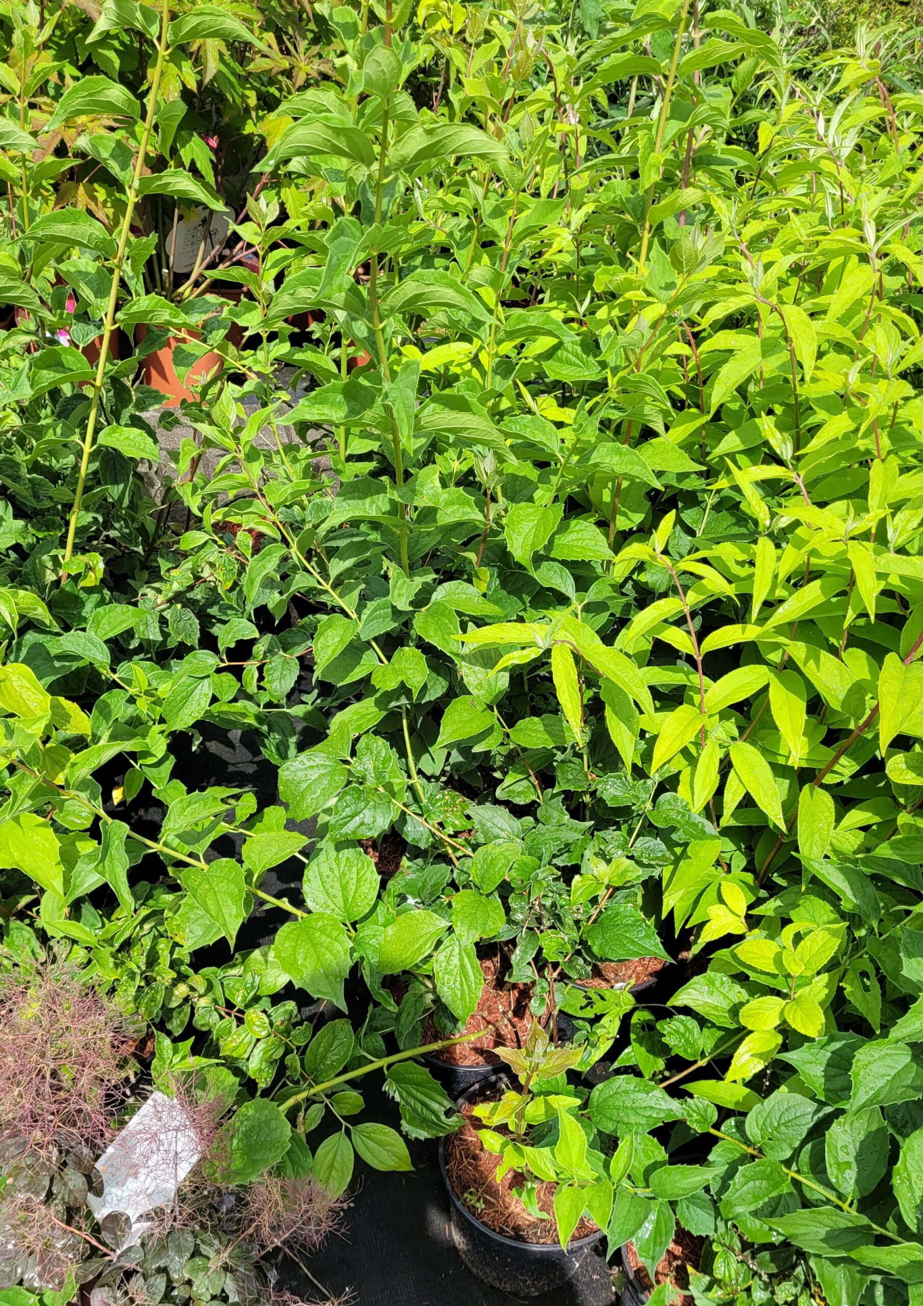 JAŚMINOWIEC GIRANDOLE - 6