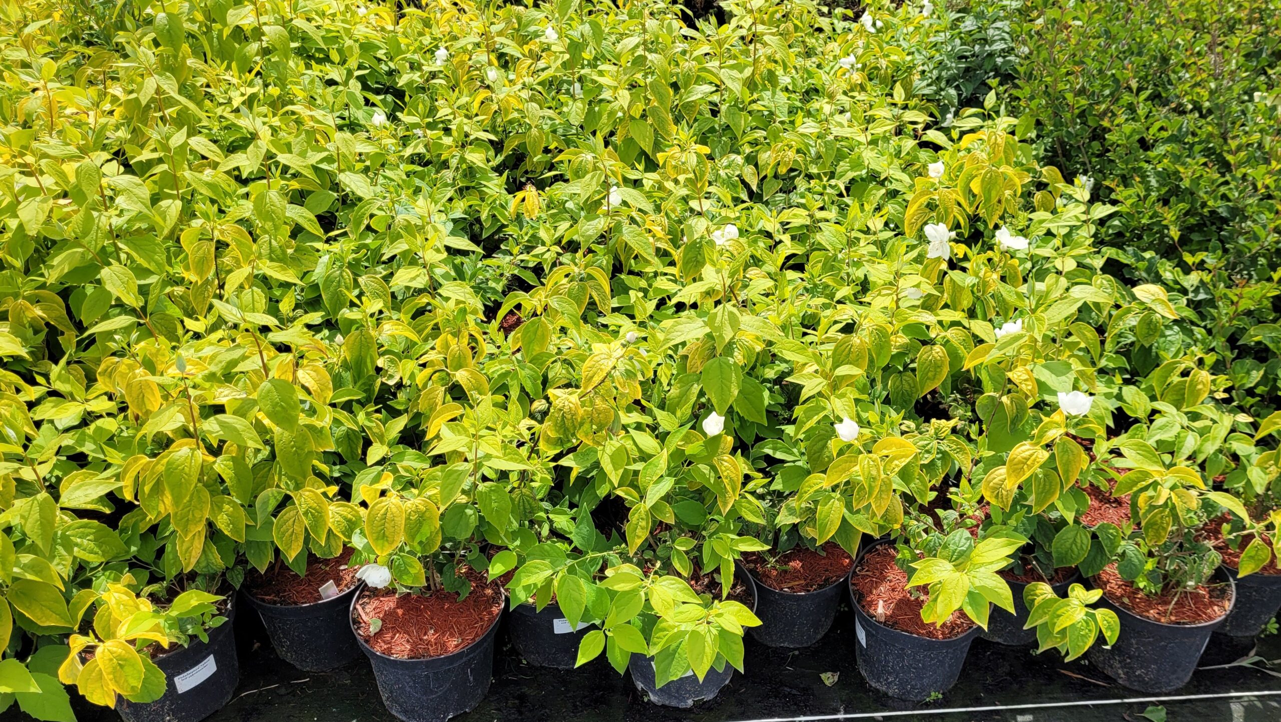 JAŚMINOWIEC YELLOW HILL - 3