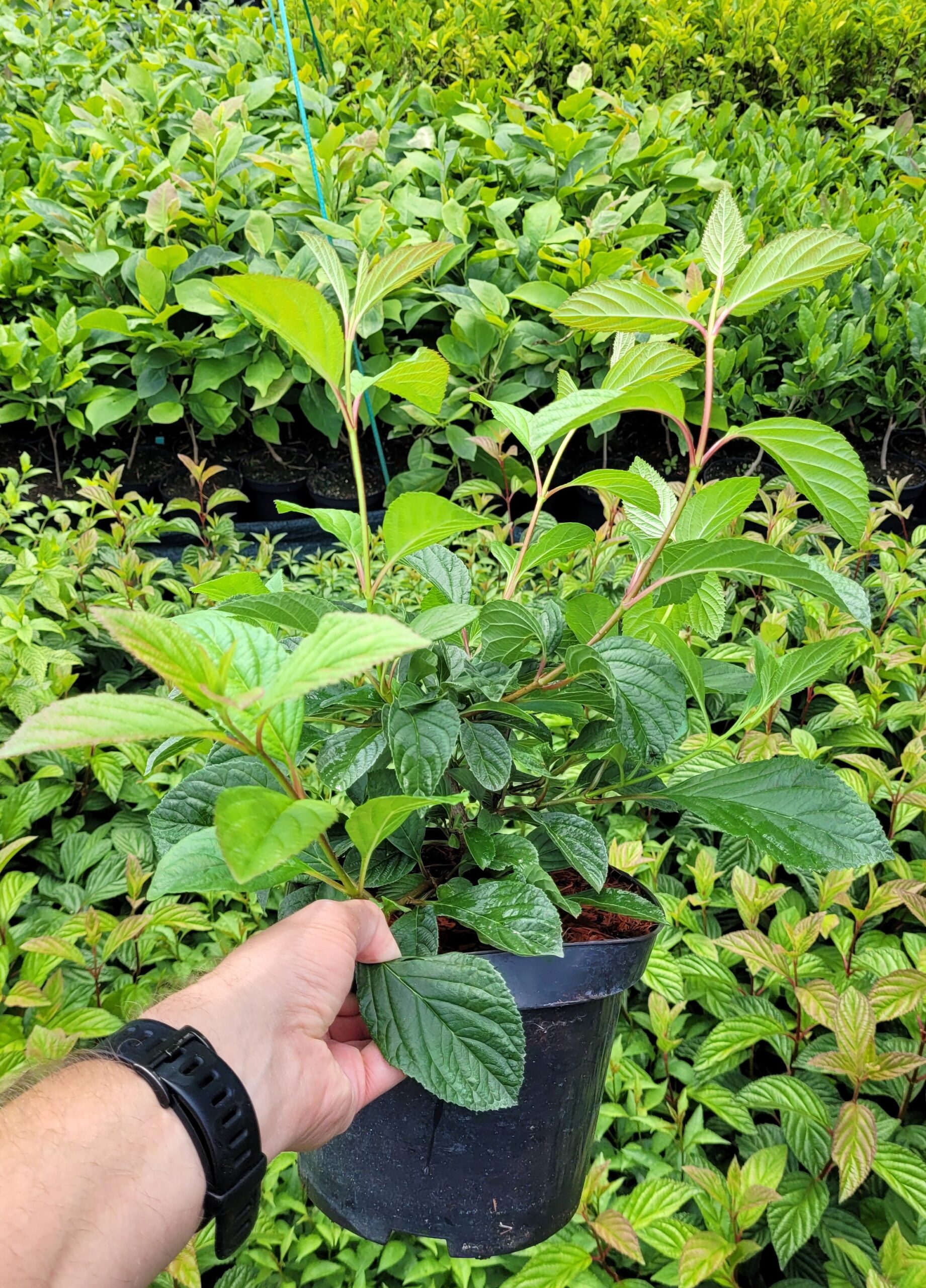 Kalina BODNANTSKA DAWN - 4