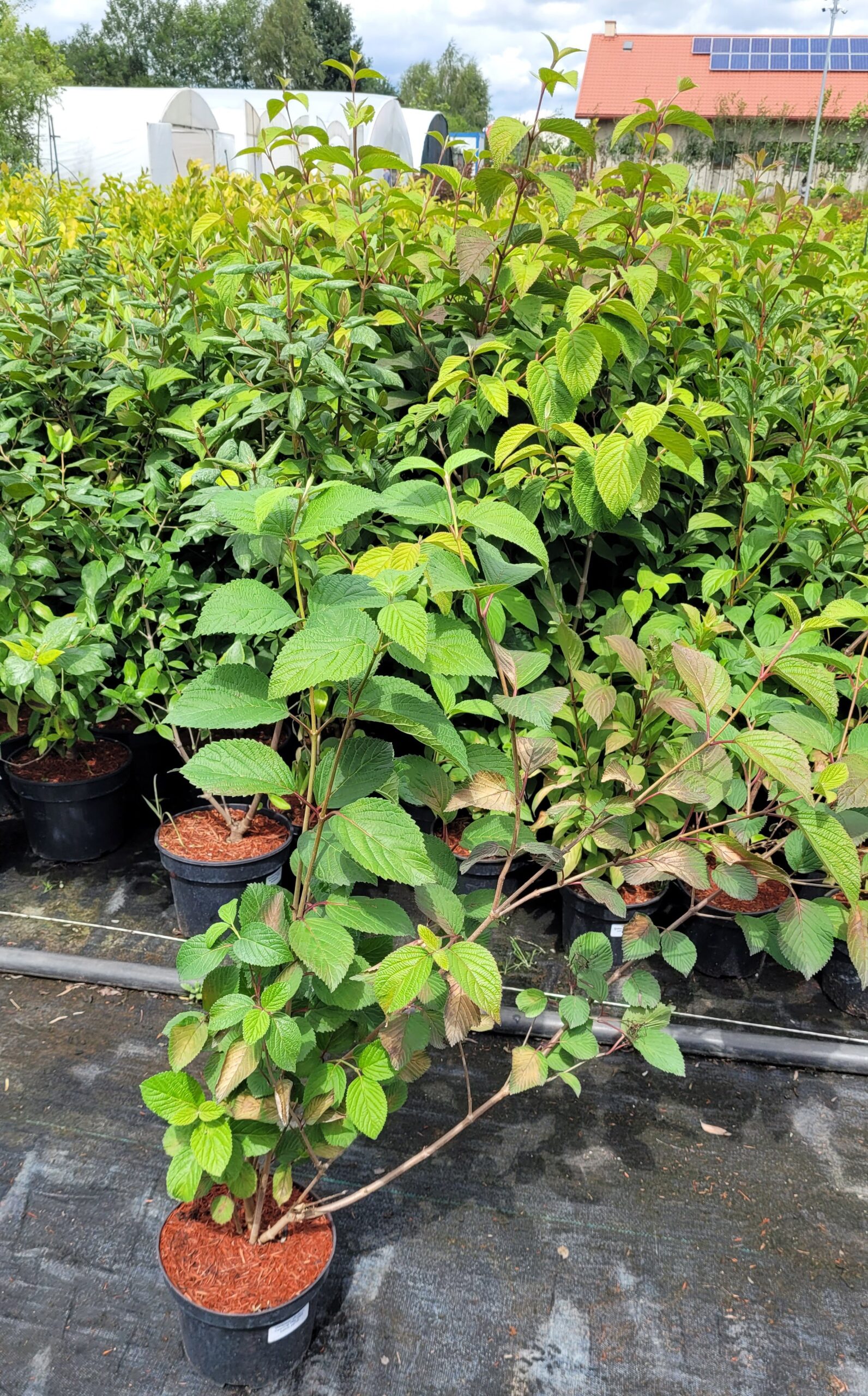 Kalina japońska OPENING DAY - 6