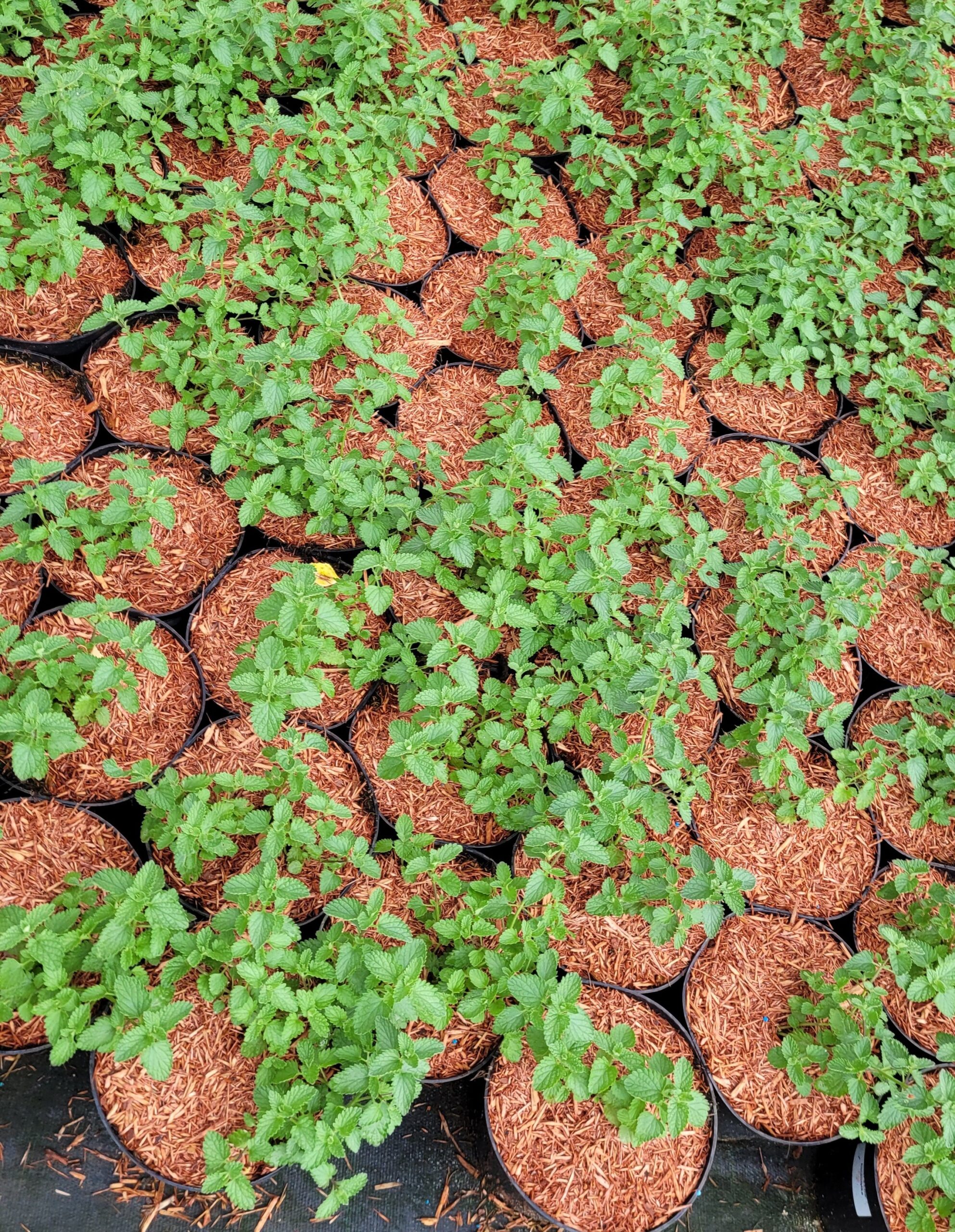 Kocimiętka WALKER’S LOW - 5