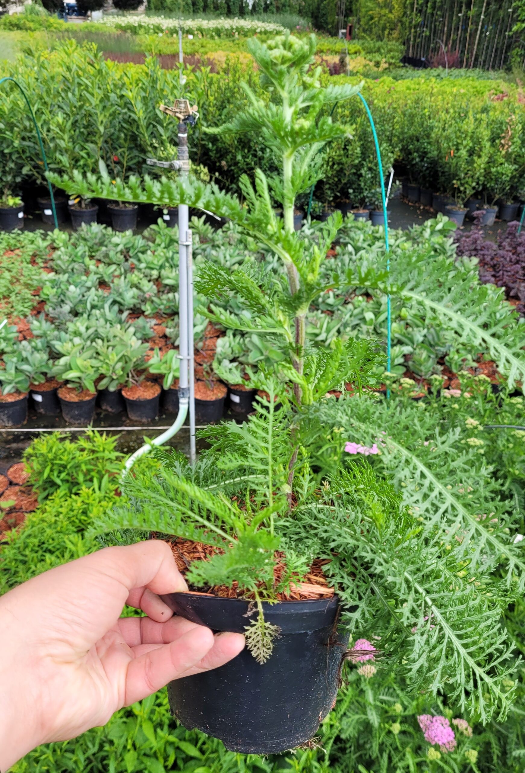 Krwawnik pospolity APPLE BLOSSOM - 5